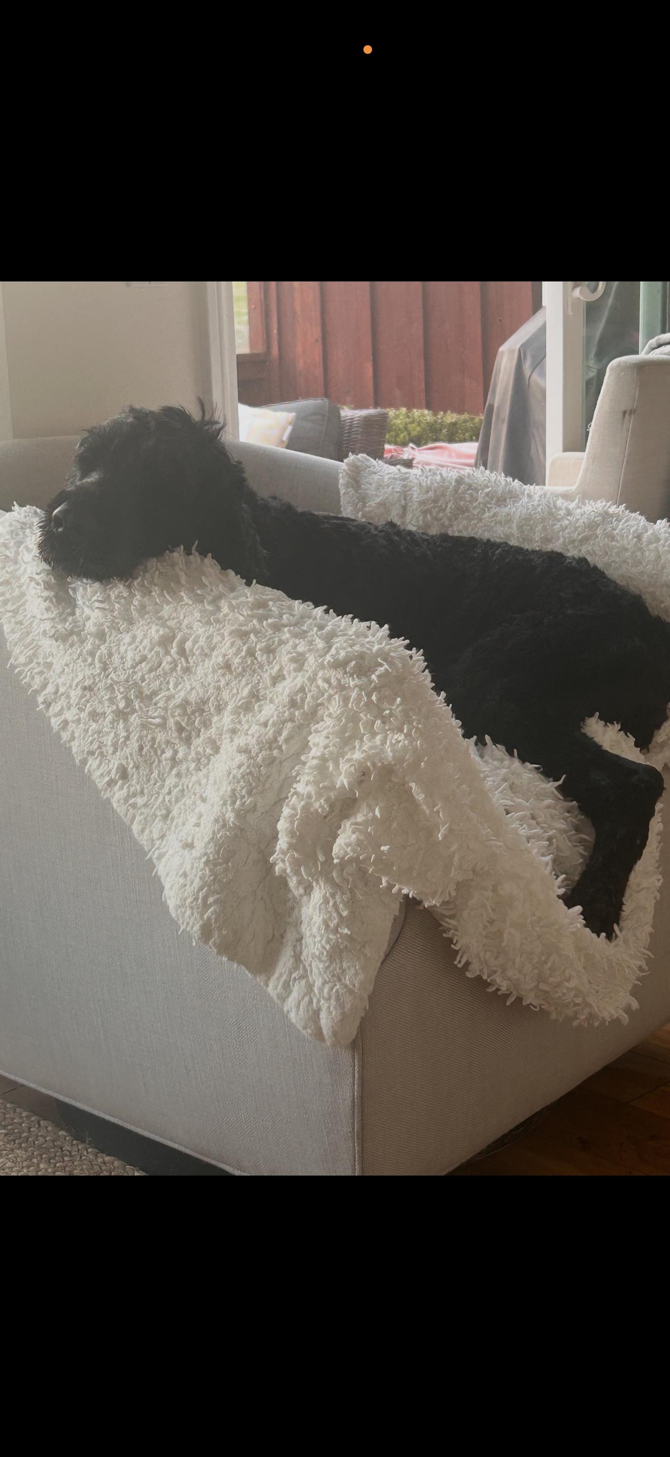 Molly - The Darling Labradoodle, a ADOPTABLE Labradoodle in Anaheim, CA image 2/4