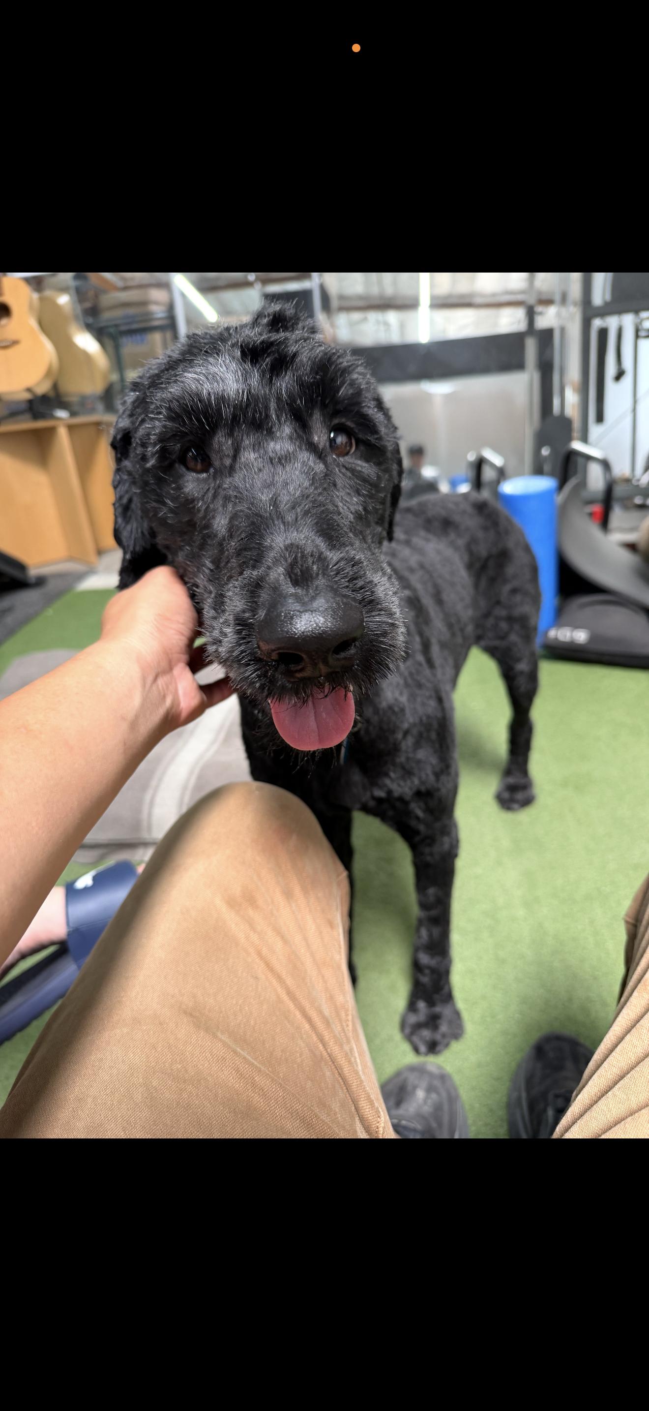Enlarge Molly - The Darling Labradoodle, a ADOPTABLE Labradoodle in Anaheim, CA image 3/3