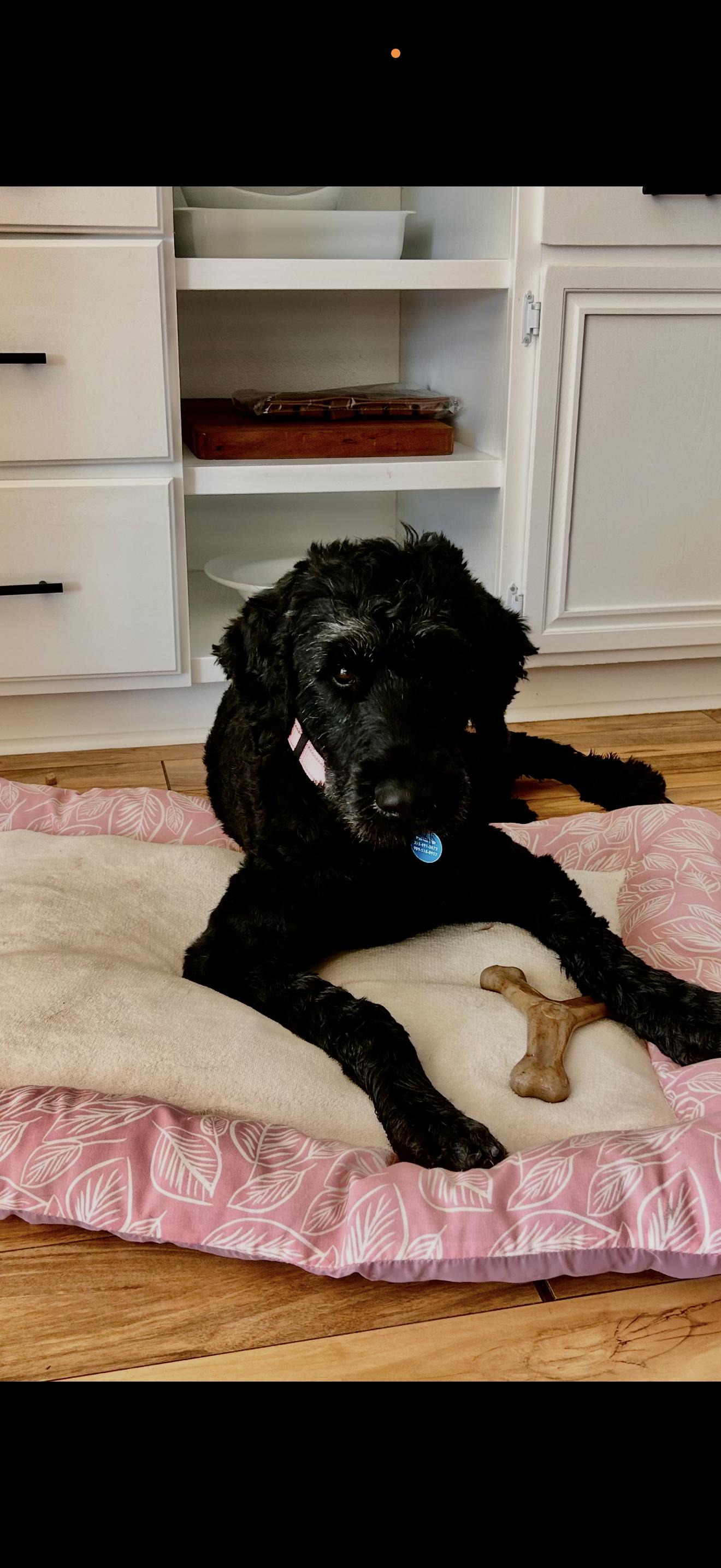 Molly - The Darling Labradoodle, a ADOPTABLE Labradoodle in Anaheim, CA image 3/4