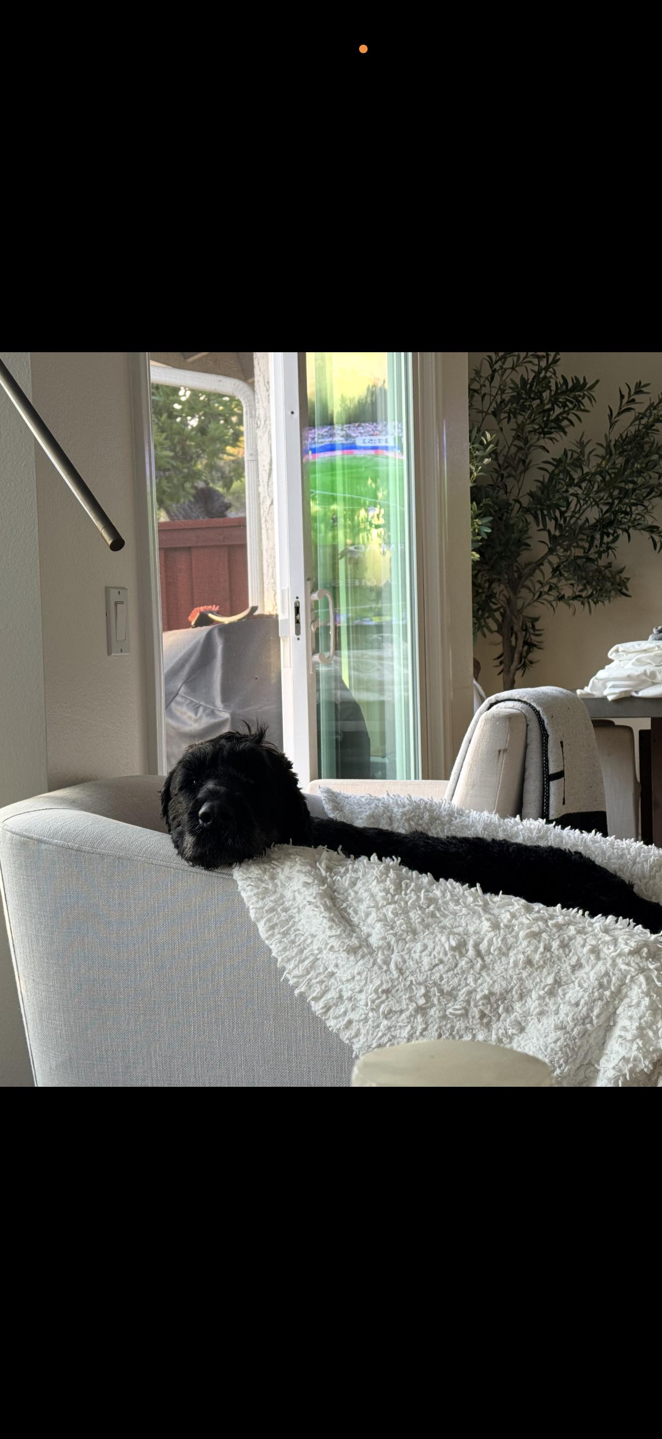 Molly - The Darling Labradoodle, a ADOPTABLE Labradoodle in Anaheim, CA image 4/4