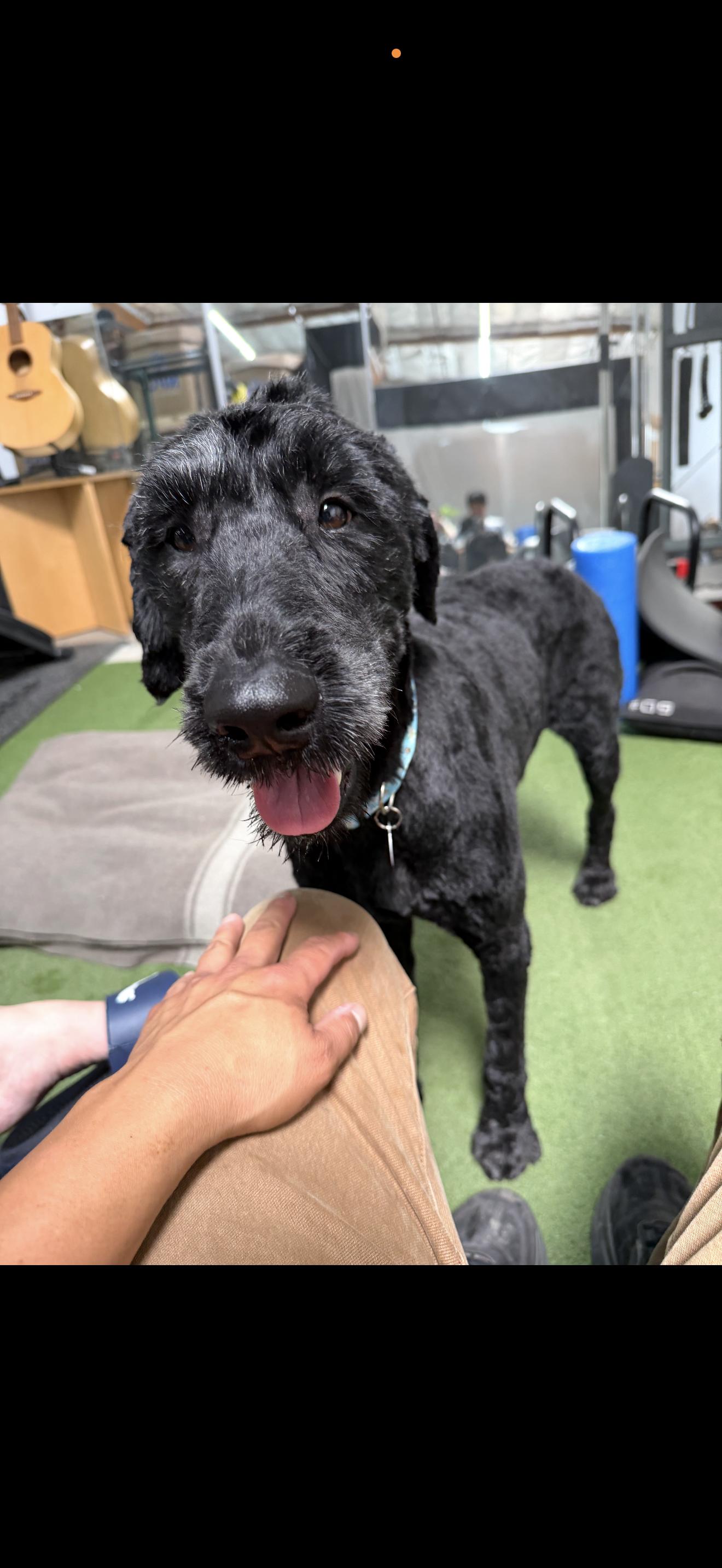 Enlarge Molly - The Darling Labradoodle, a ADOPTABLE Labradoodle in Anaheim, CA image 2/3