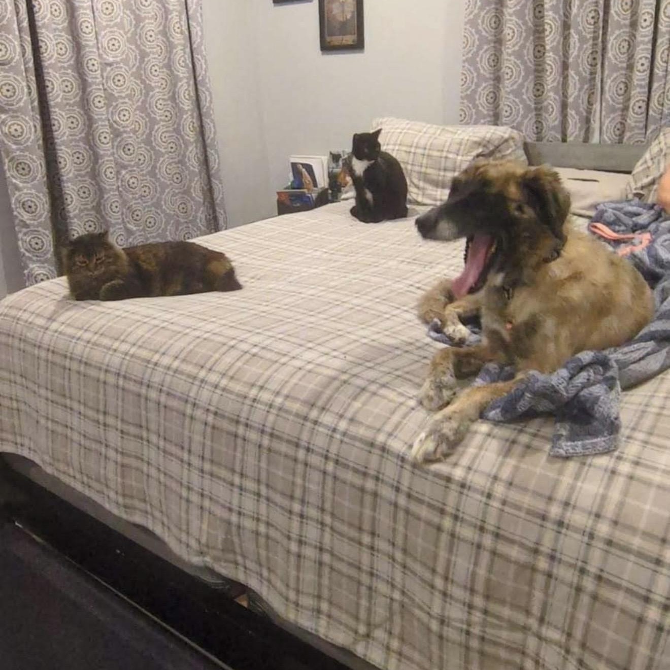 Enlarge Lupa, a Adoptable mixed breed in New Orleans, LA image 3/5