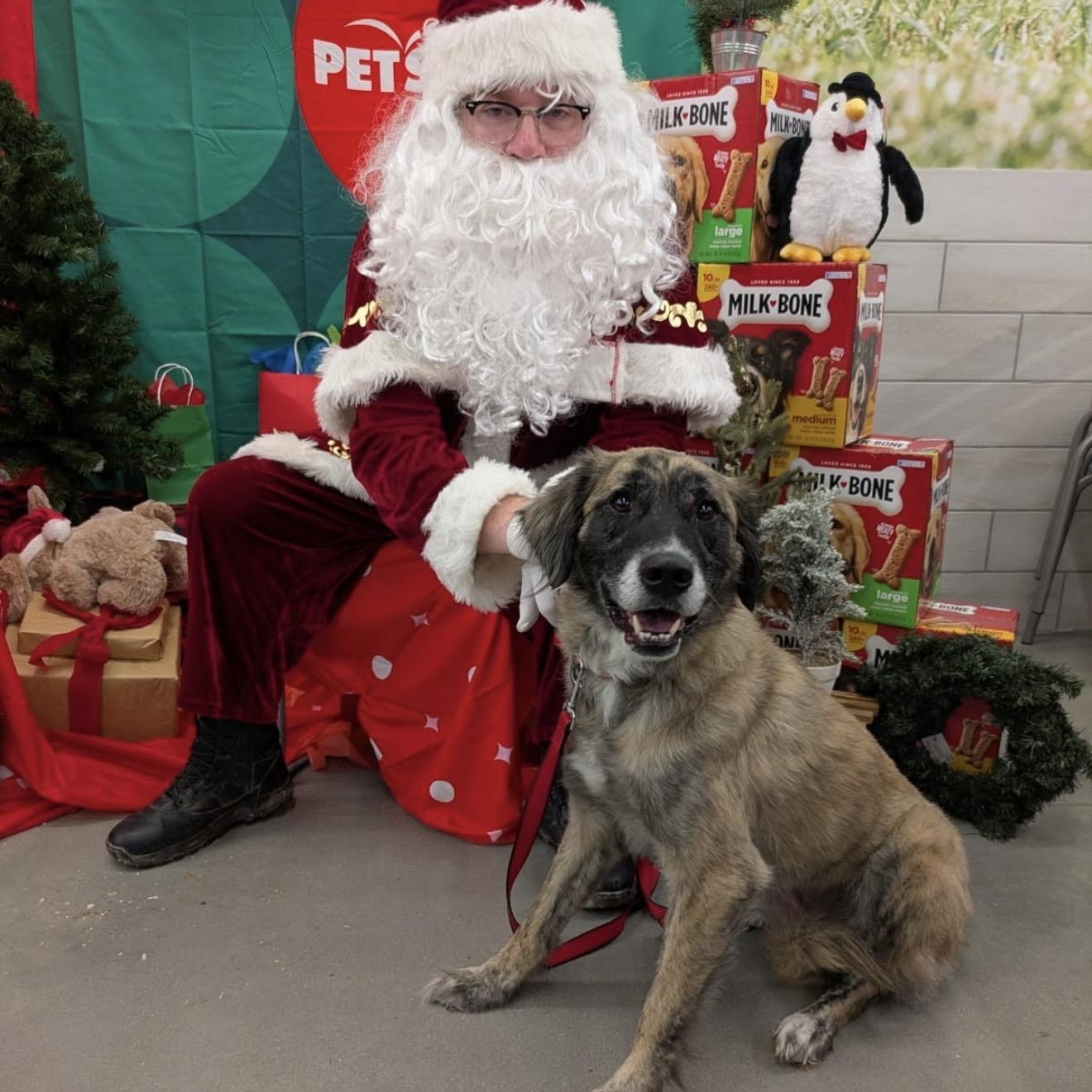 Enlarge Lupa, a Adoptable mixed breed in New Orleans, LA image 2/5