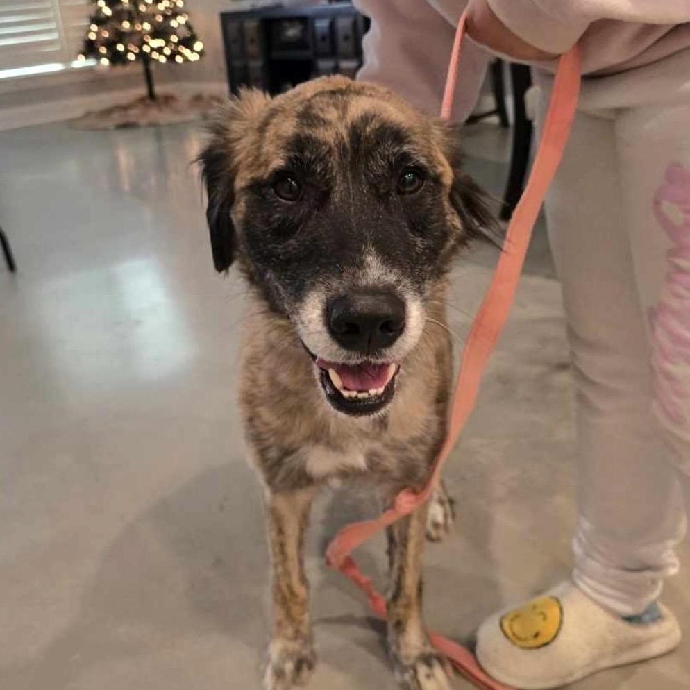 Lupa, Adoptable, Young Female Anatolian Shepherd.