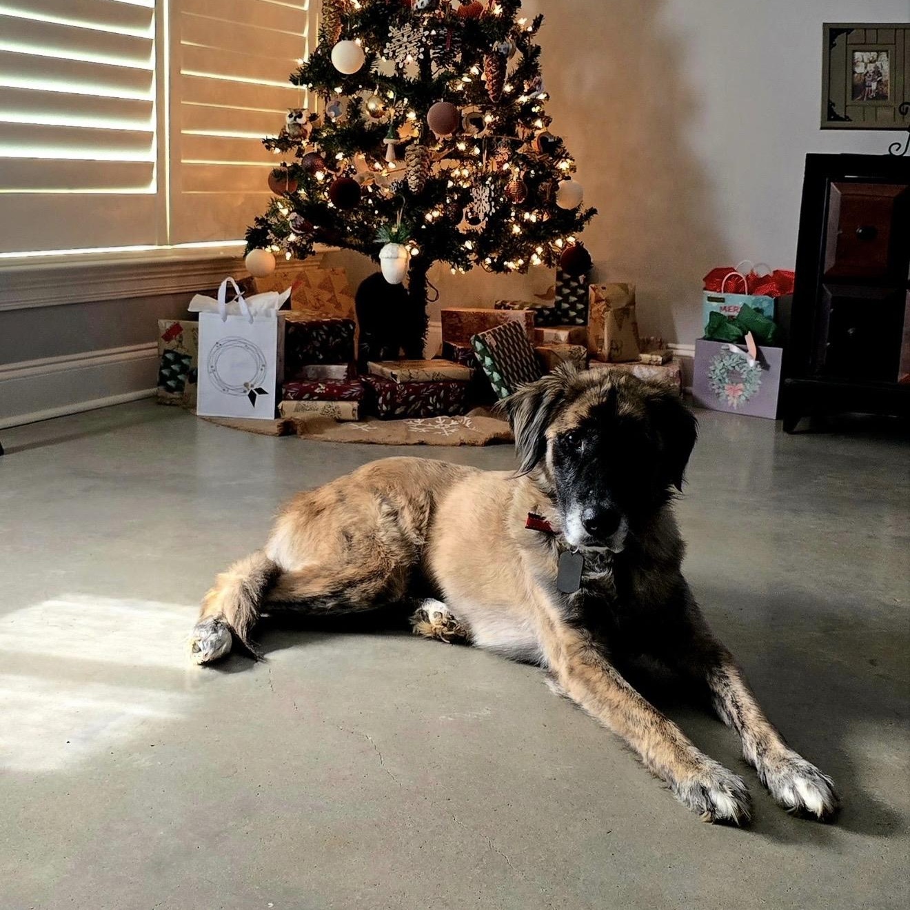 Enlarge Lupa, a Adoptable mixed breed in New Orleans, LA image 5/5