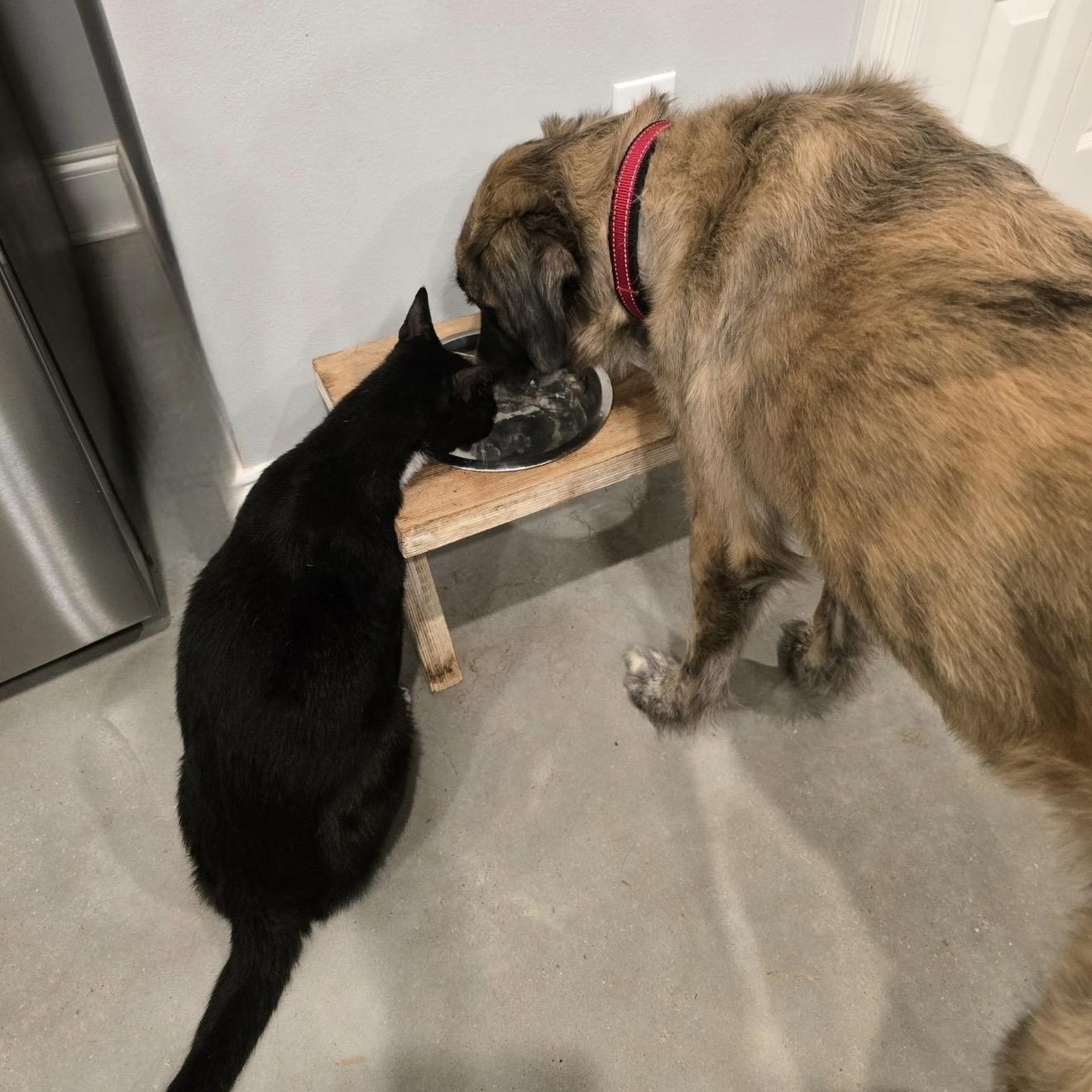 Enlarge Lupa, a Adoptable mixed breed in New Orleans, LA image 4/5