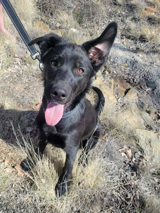 Enlarge Gibson, a Adopted Shepherd in Chino Valley, AZ image 1/2