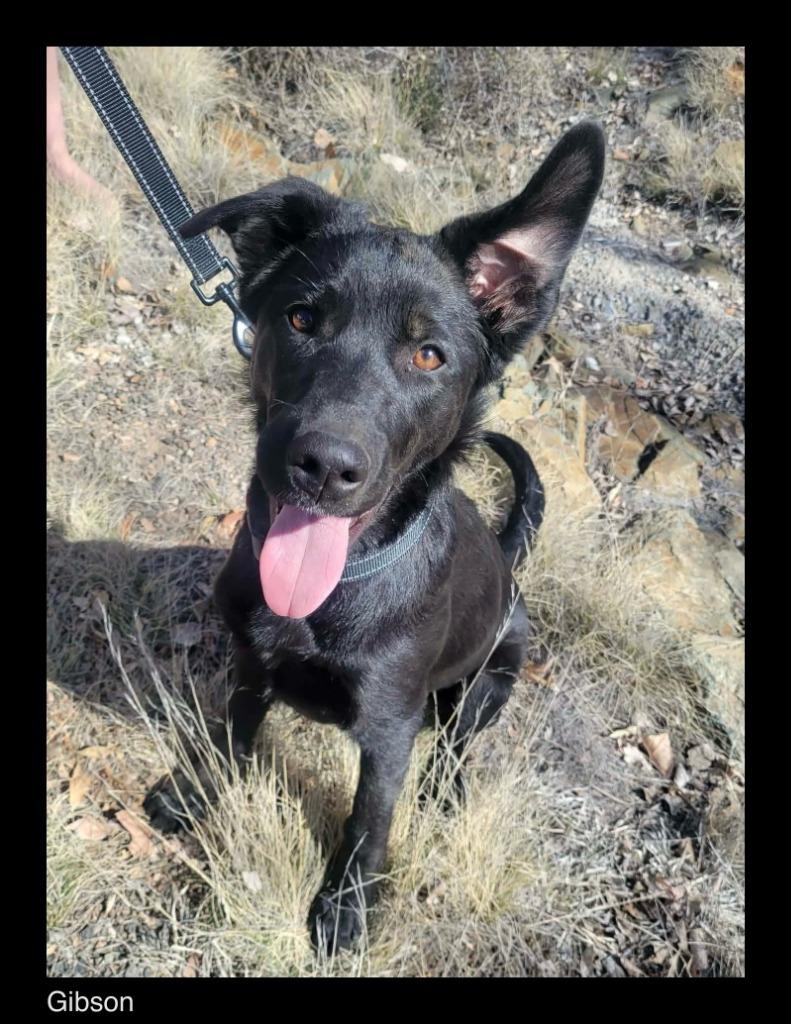 Enlarge Gibson, a Adopted Shepherd in Chino Valley, AZ image 2/2