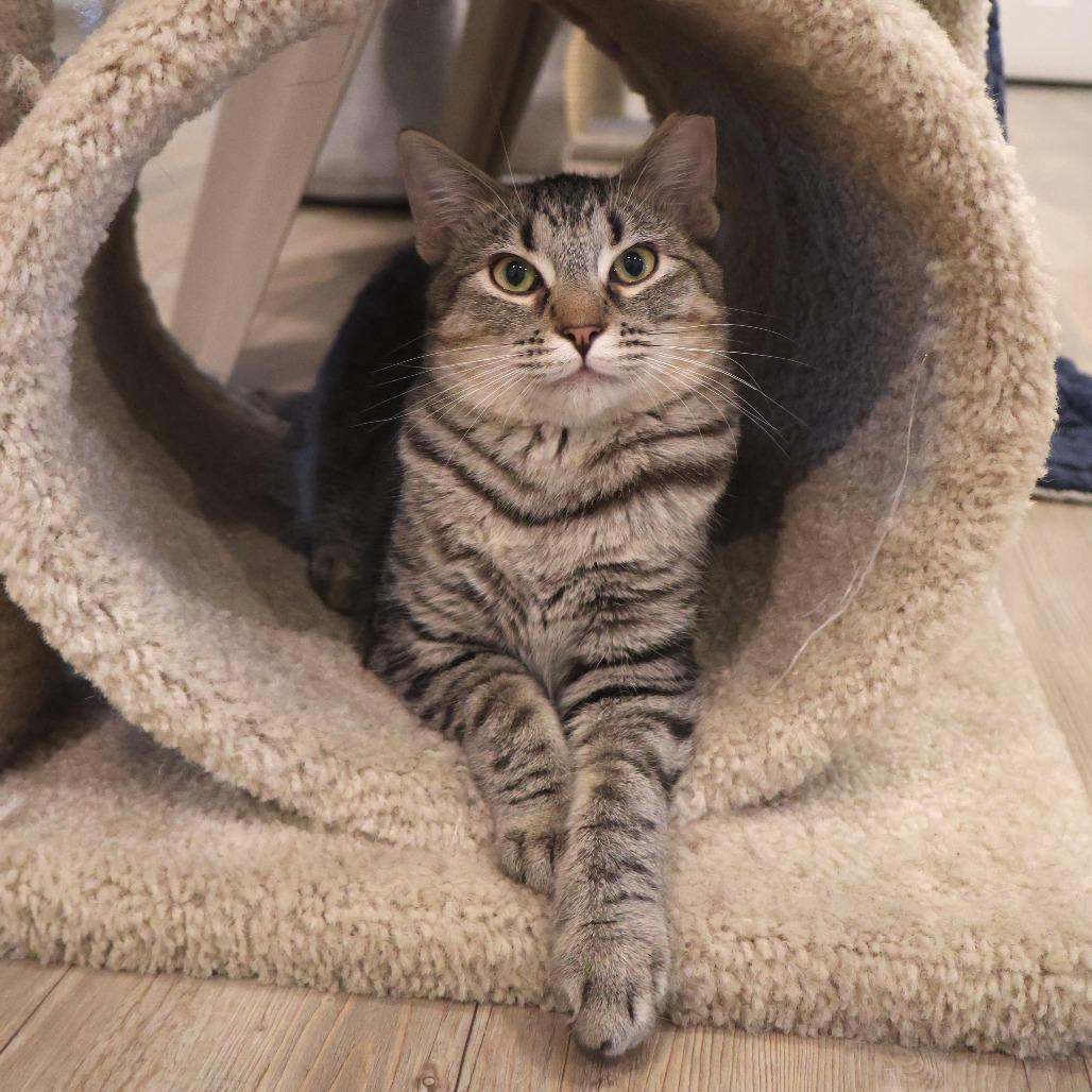 Mothball, Adoptable, Young Male Domestic Short Hair.