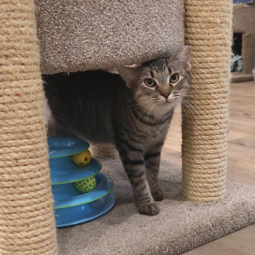 Mothball, a Adoptable Domestic Short Hair in Saint Charles, MO image 2/6
