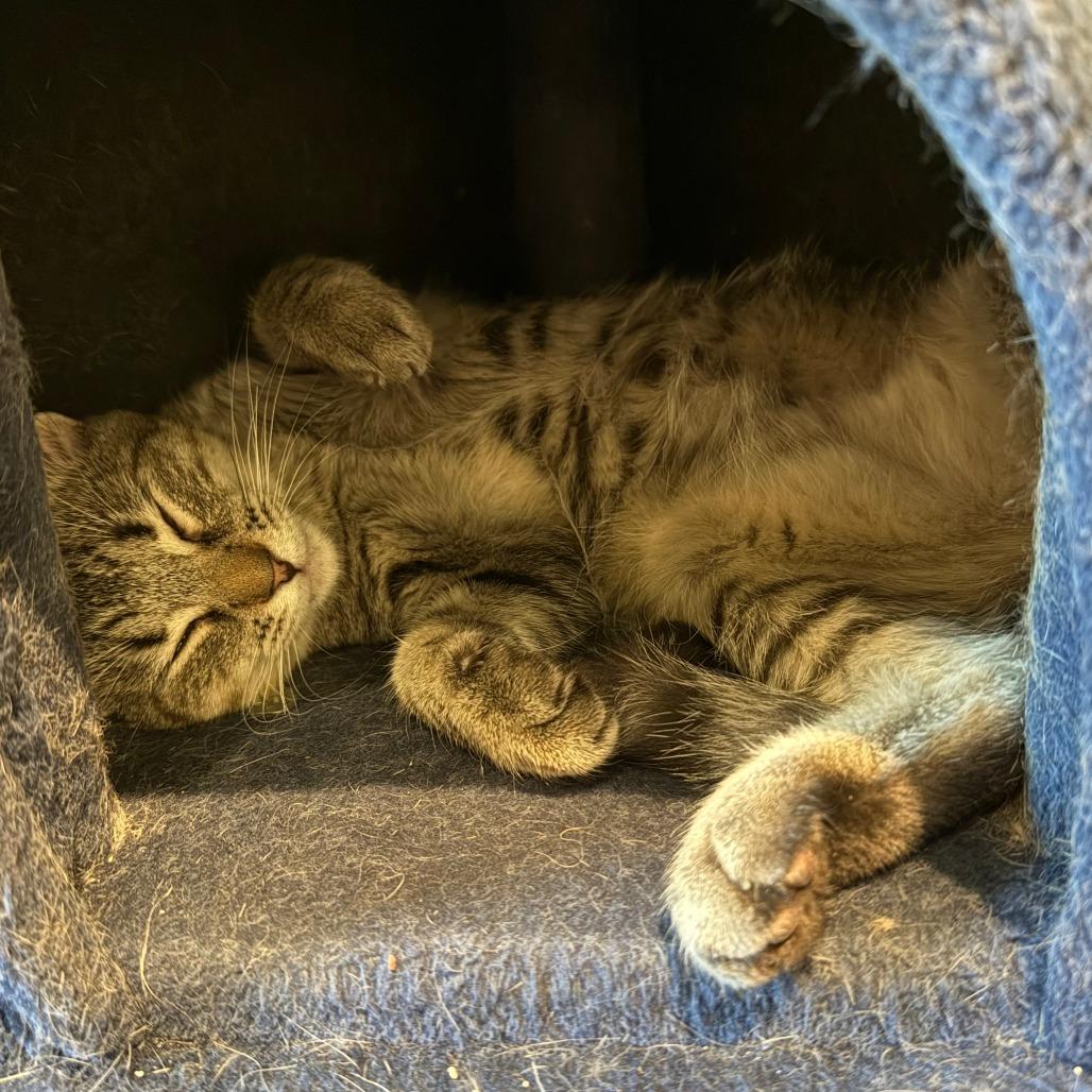 Mothball, a Adoptable Domestic Short Hair in Saint Charles, MO image 3/6