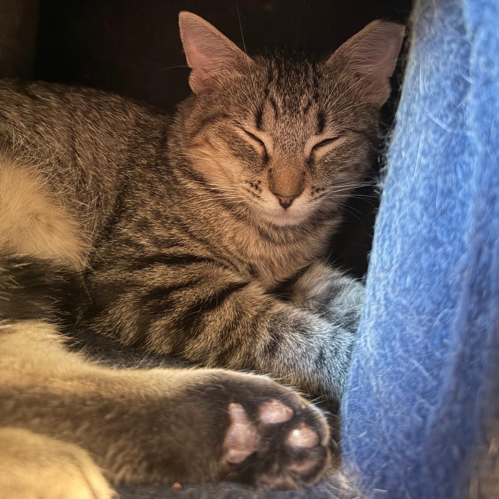 Mothball, a Adoptable Domestic Short Hair in Saint Charles, MO image 5/6