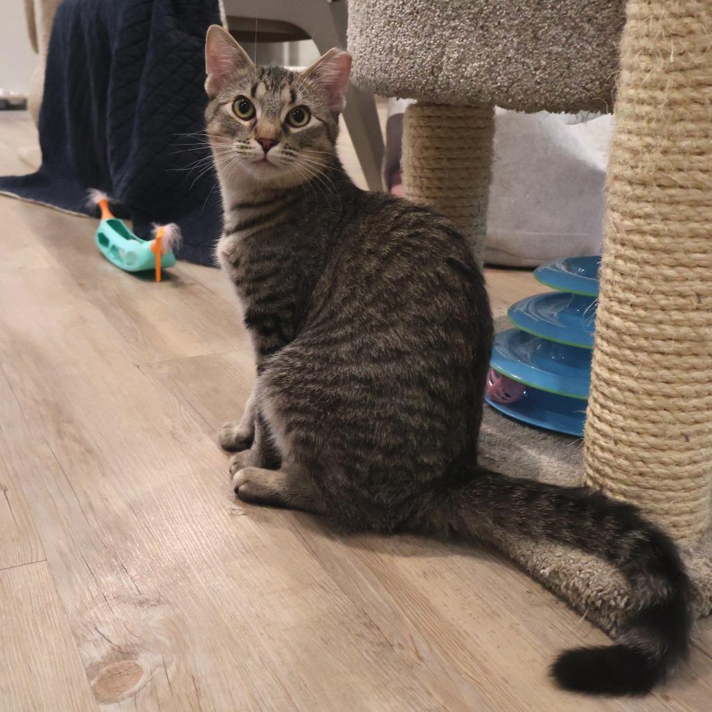 Mothball, a Adoptable Domestic Short Hair in Saint Charles, MO image 6/6