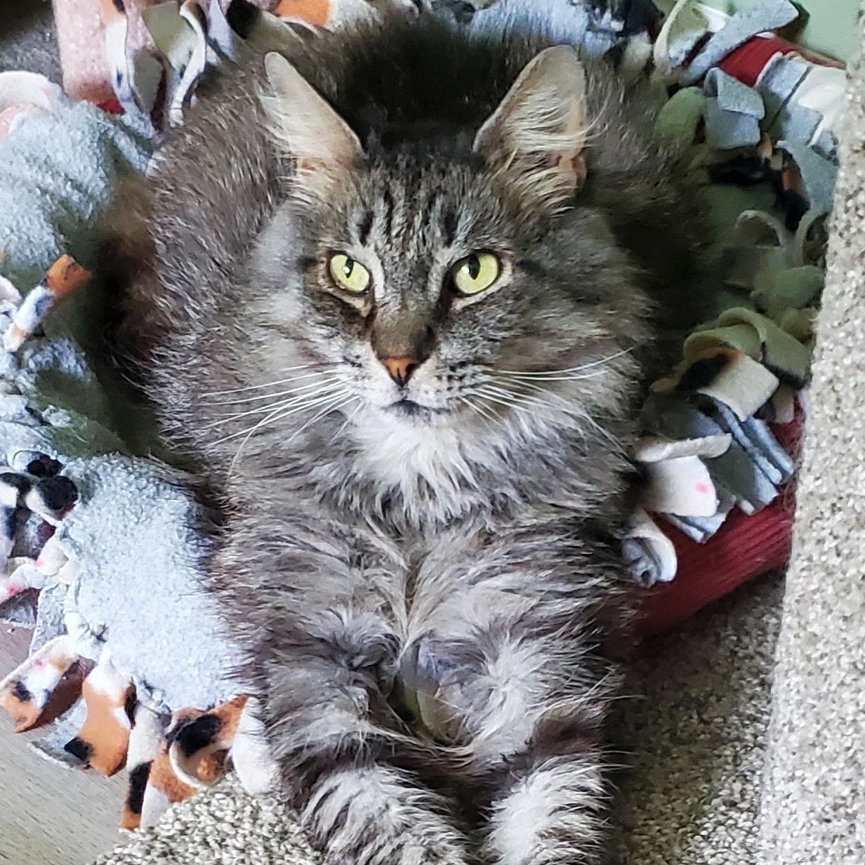 Jameson, Adult Male unknown