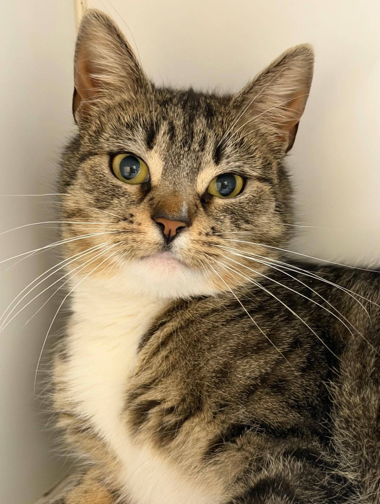 Enlarge Georgette, a ADOPTABLE Domestic Short Hair in Norwalk, CT image 2/2