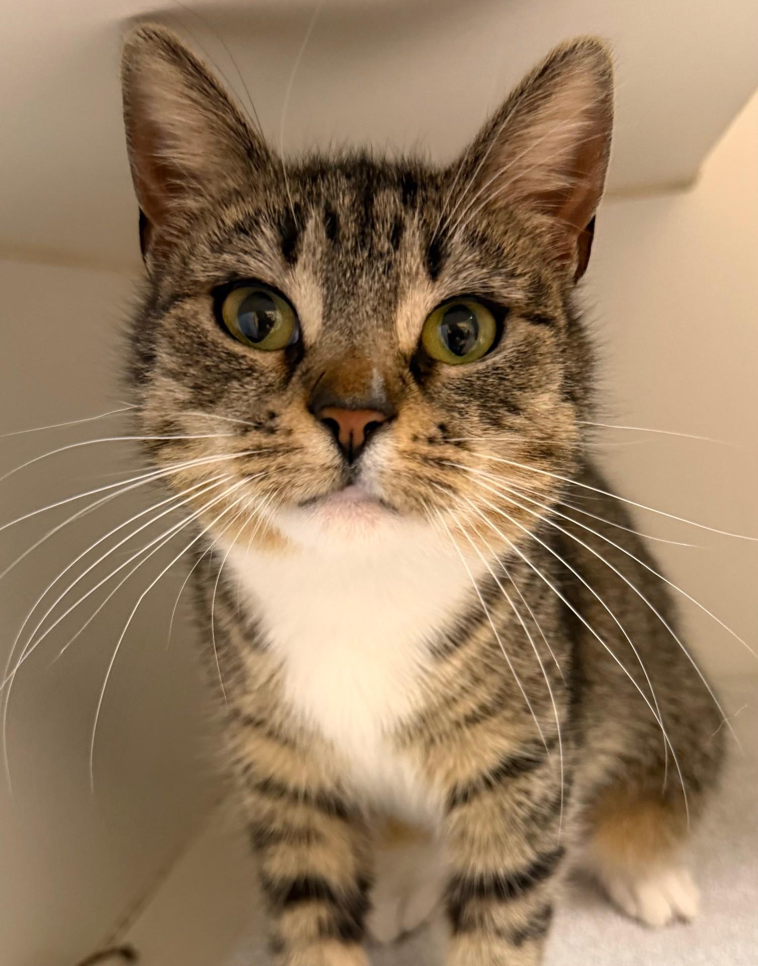 Enlarge Georgette, a ADOPTABLE Domestic Short Hair in Norwalk, CT image 1/2