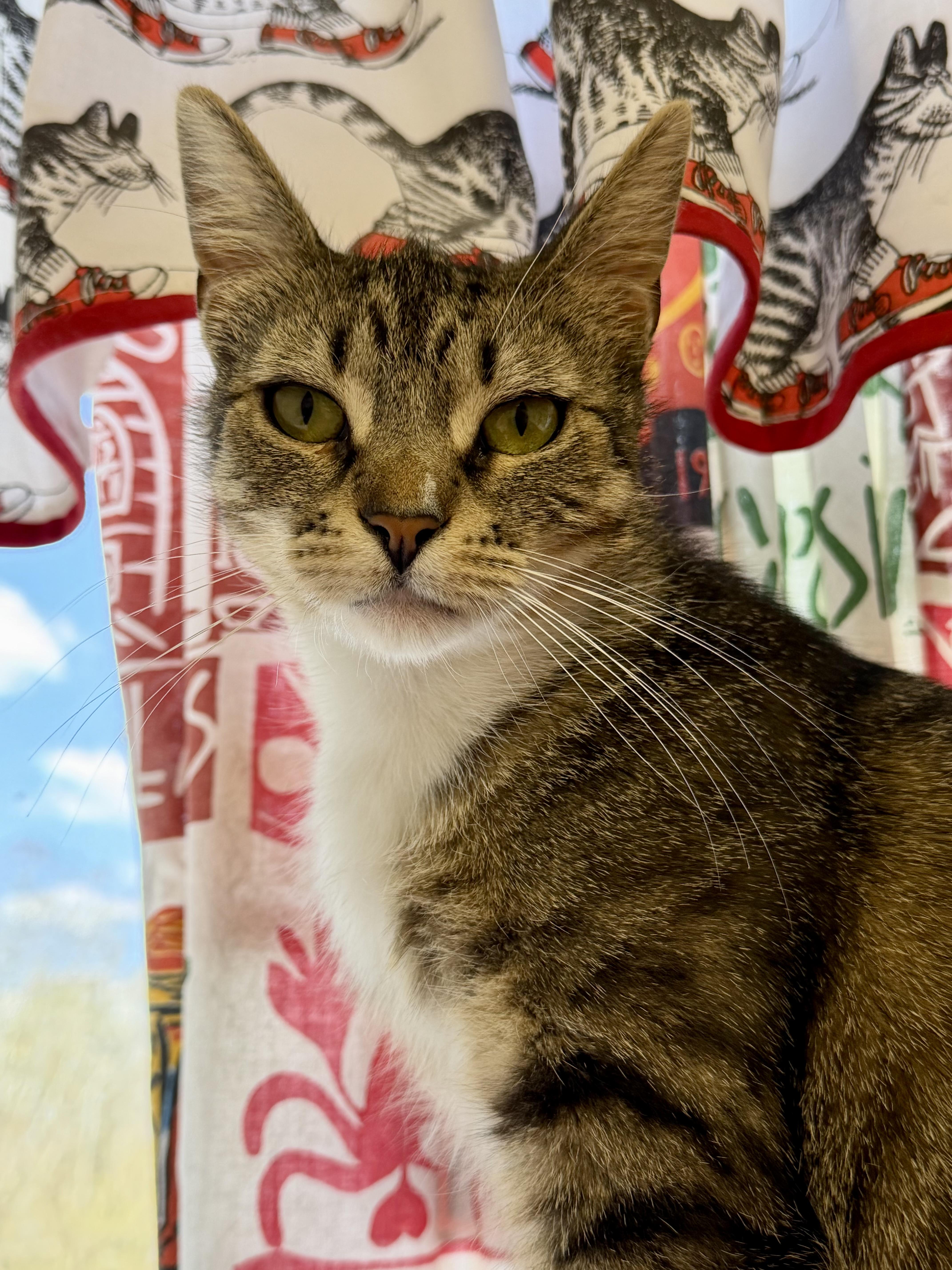 Enlarge Georgette (with Cloudy), a ADOPTABLE Domestic Short Hair in Norwalk, CT image 1/3