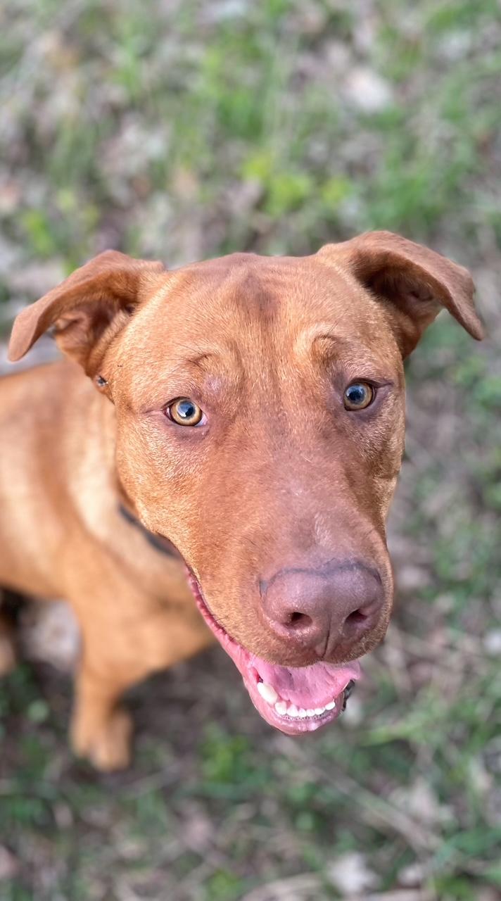 Axel Rose, an adoptable American Bulldog, Labrador Retriever in Terra Cotta, ON, L7C 1V8 | Photo Image 6