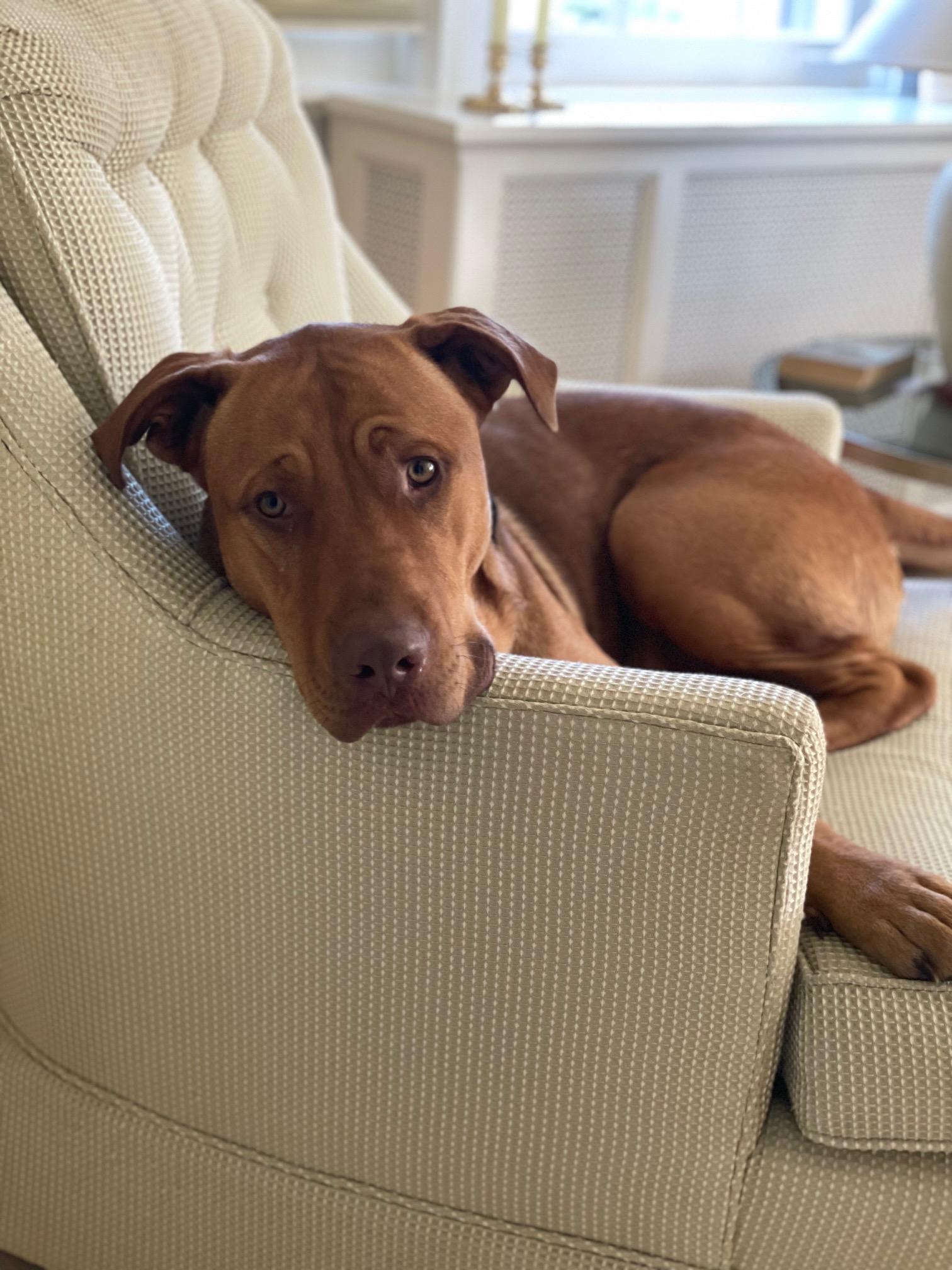 Axel Rose, an adoptable American Bulldog, Labrador Retriever in Terra Cotta, ON, L7C 1V8 | Photo Image 3