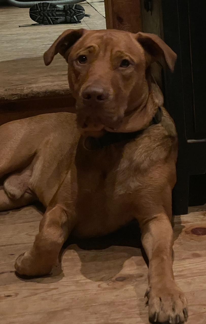 Axel Rose, an adoptable American Bulldog, Labrador Retriever in Terra Cotta, ON, L7C 1V8 | Photo Image 2