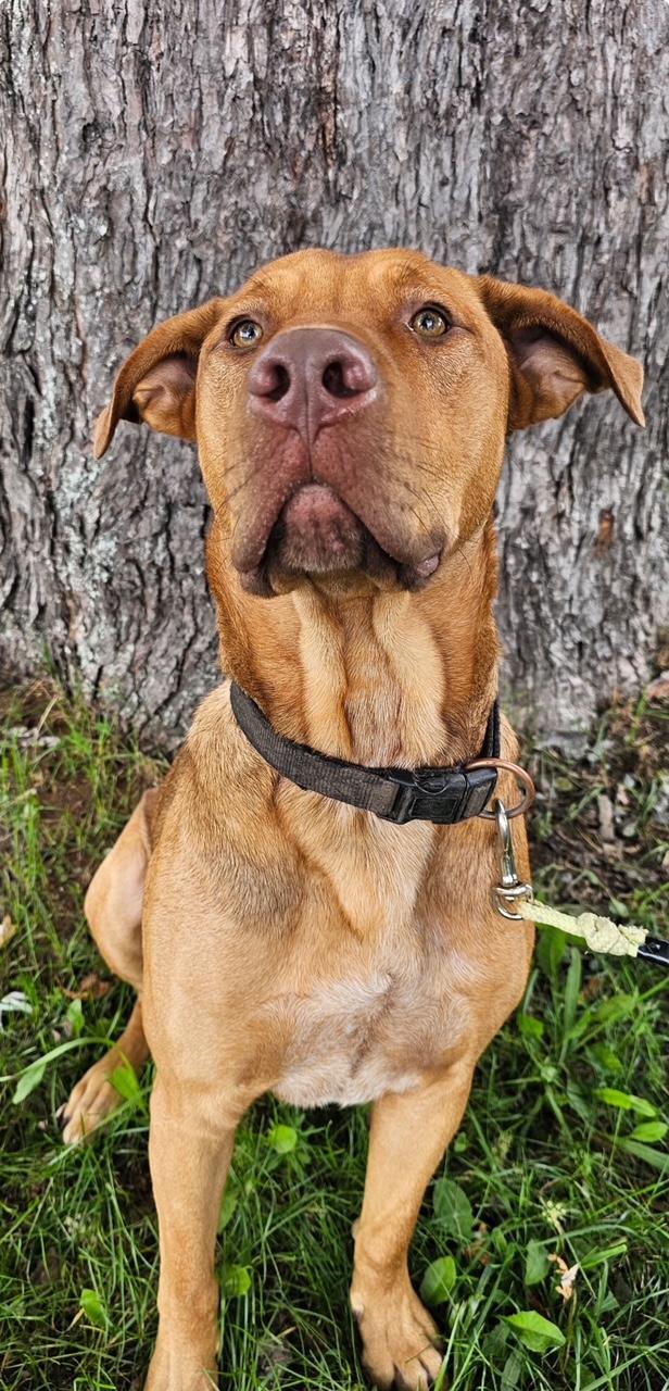 Axel Rose, an adoptable American Bulldog, Labrador Retriever in Terra Cotta, ON, L7C 1V8 | Photo Image 4