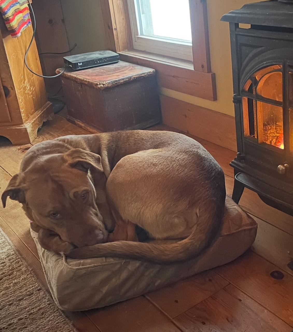 Axel Rose, an adoptable American Bulldog, Labrador Retriever in Terra Cotta, ON, L7C 1V8 | Photo Image 5