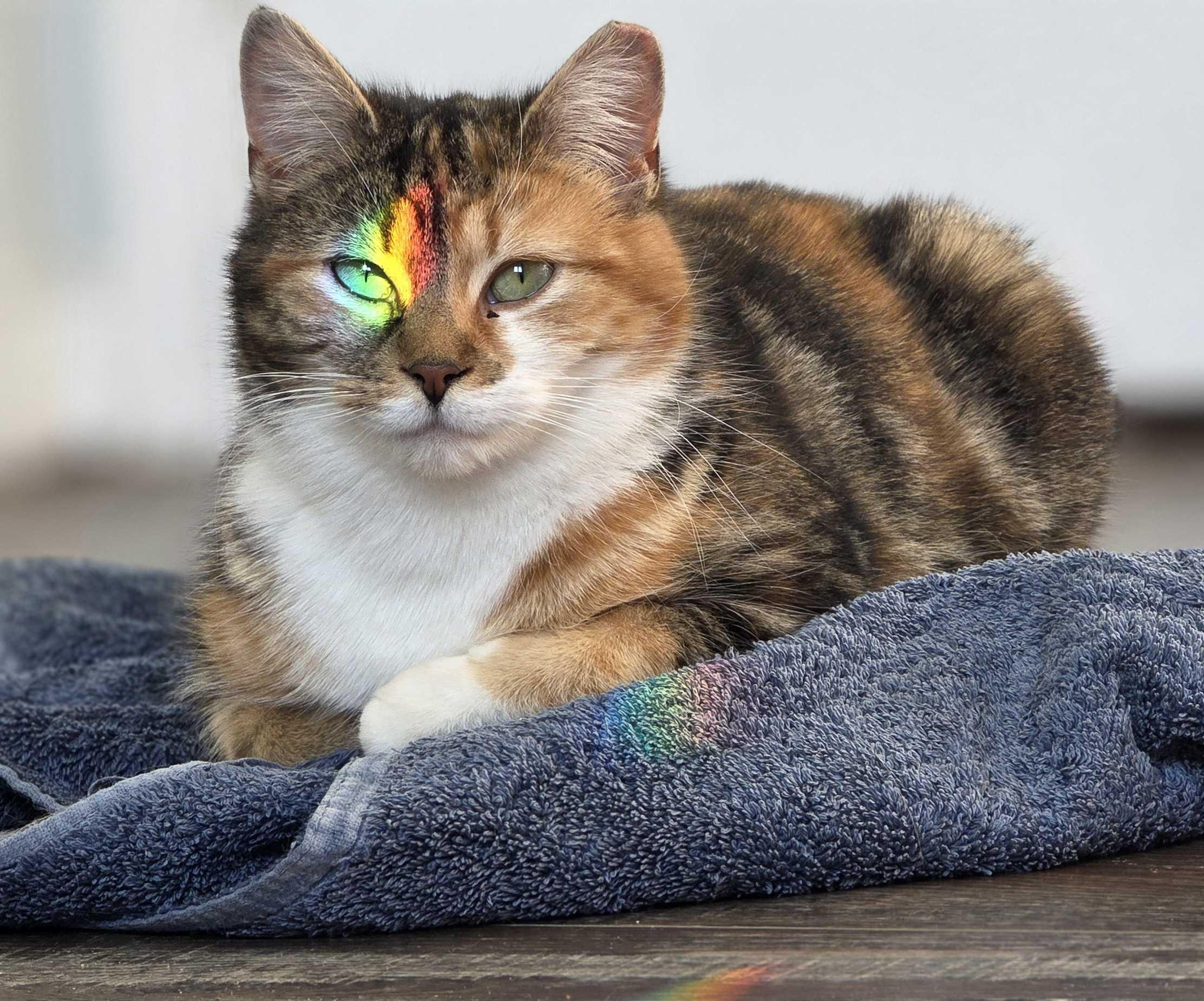 Enlarge Nora & Hazel (Humanitarian Adoption), a ADOPTABLE Domestic Short Hair in Wakefield, QC image 2/6