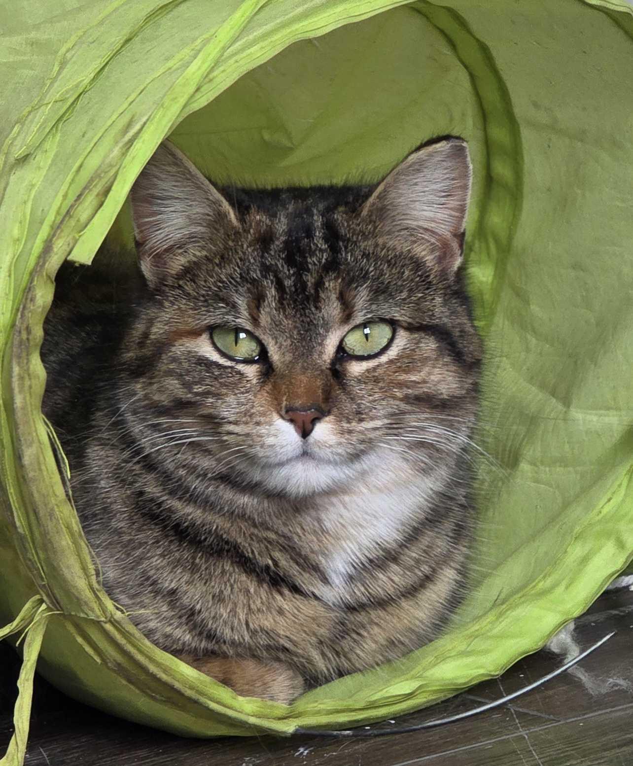 Enlarge Nora & Hazel (Humanitarian Adoption), a ADOPTABLE Domestic Short Hair in Wakefield, QC image 3/6