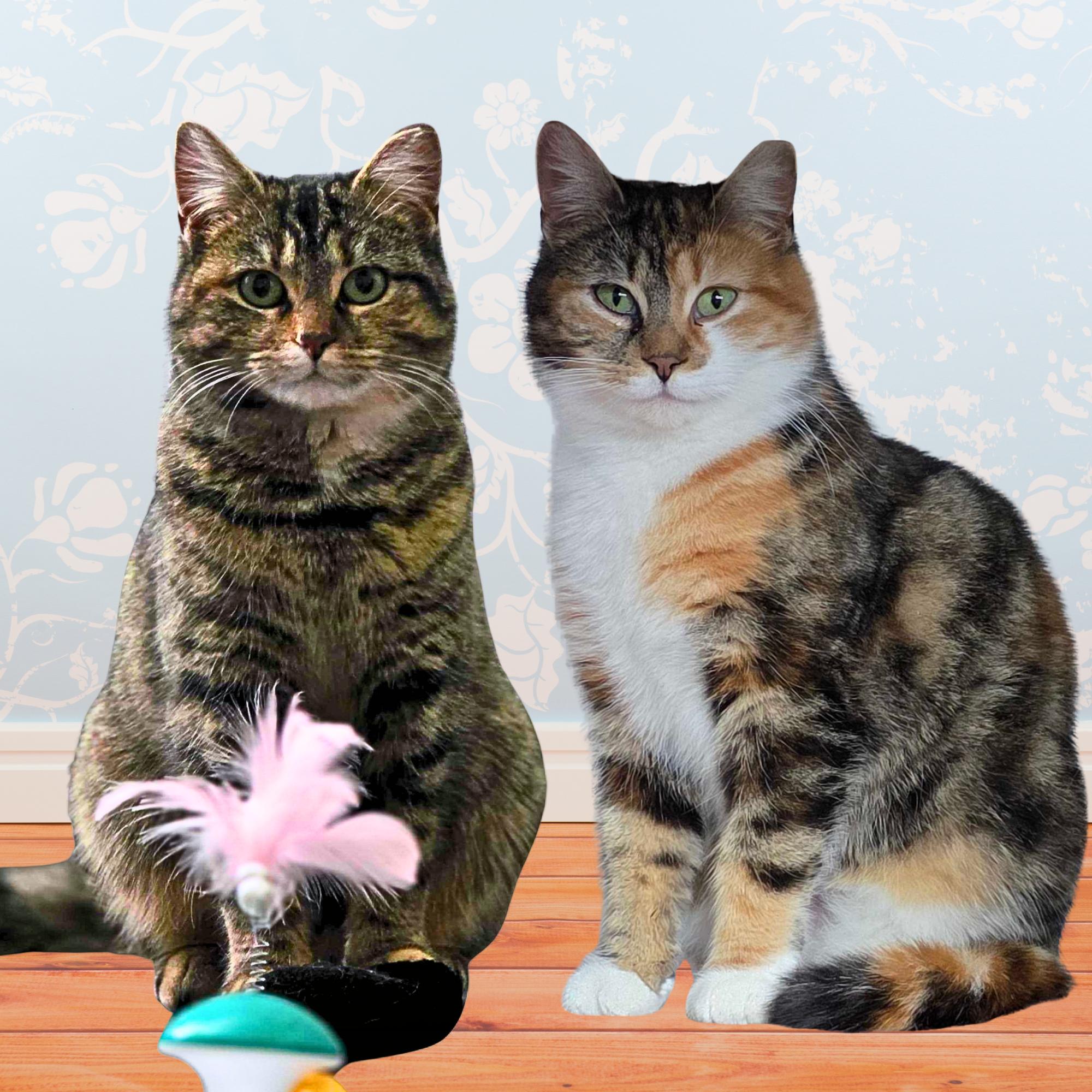 Nora & Hazel (Humanitarian Adoption), ADOPTABLE, Young Female Domestic Short Hair.
