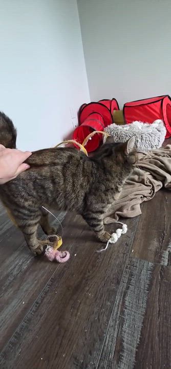 Enlarge Nora & Hazel (Humanitarian Adoption), a ADOPTABLE Domestic Short Hair in Wakefield, QC video 5/6