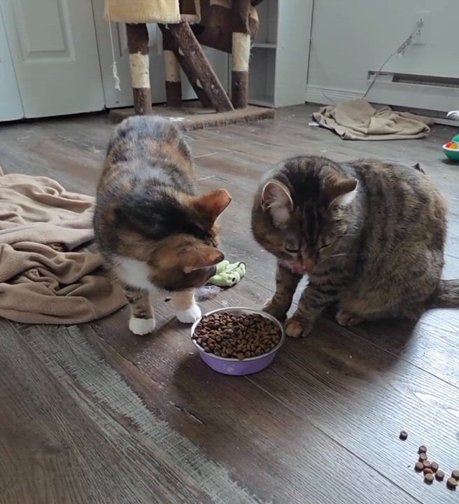 Enlarge Nora & Hazel (Humanitarian Adoption), a ADOPTABLE Domestic Short Hair in Wakefield, QC video 4/6