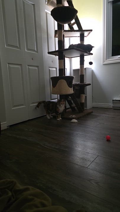 Enlarge Nora & Hazel (Humanitarian Adoption), a ADOPTABLE Domestic Short Hair in Wakefield, QC video 6/6