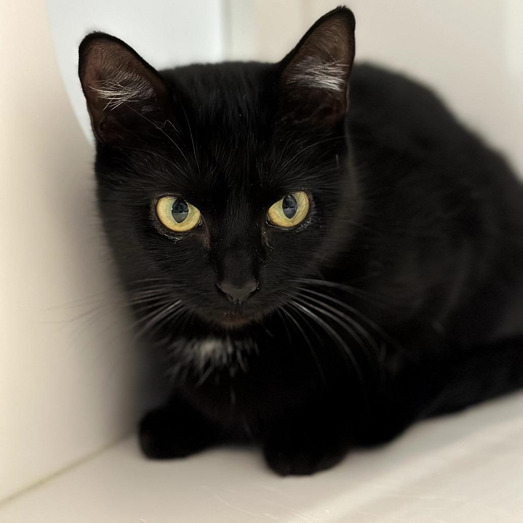 Enlarge Purple, a Adoptable Domestic Short Hair in Port Angeles, WA image 1/1