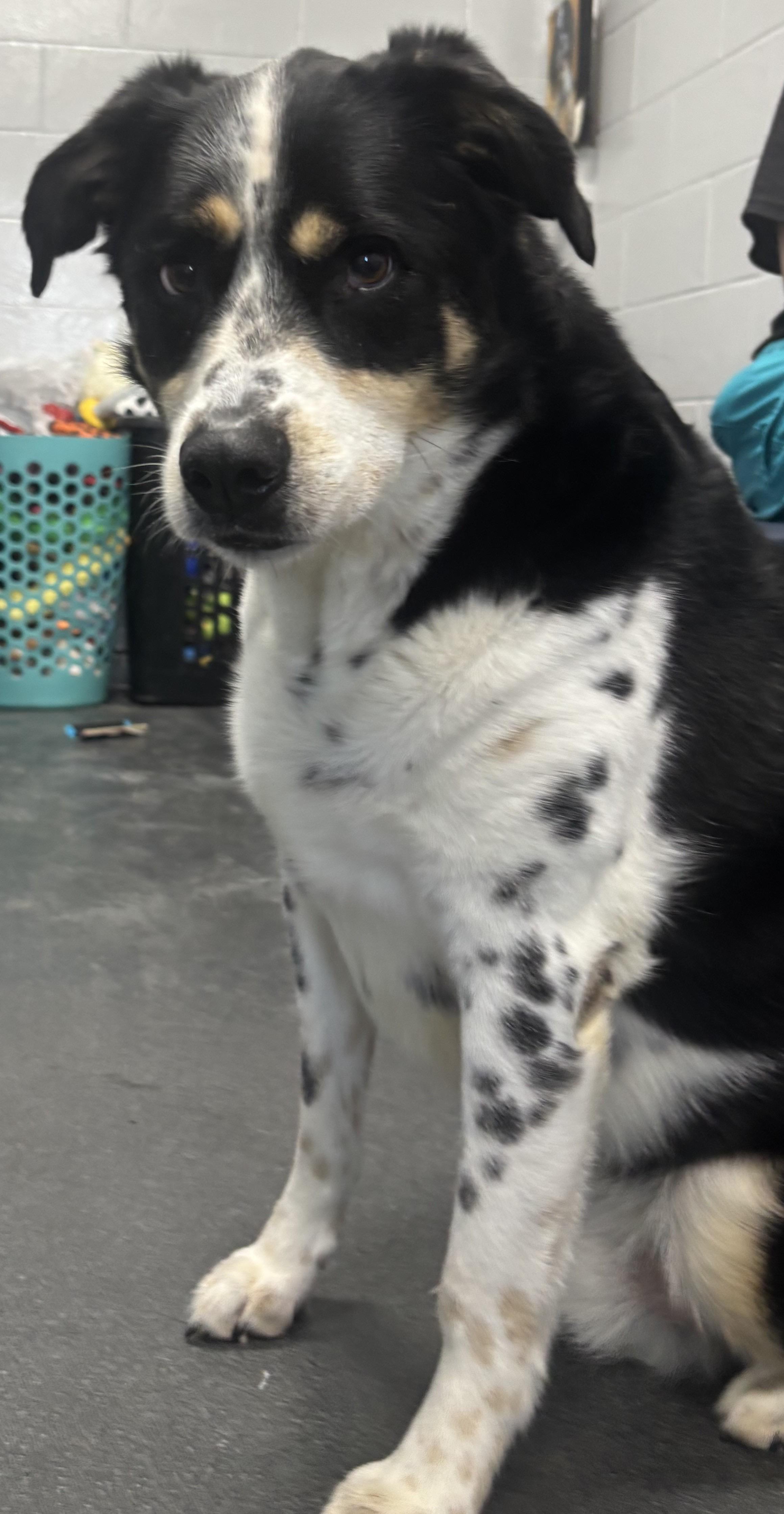 Enlarge FOSTER Stymie, a ADOPTABLE mixed breed in Oswego, IL image 2/2