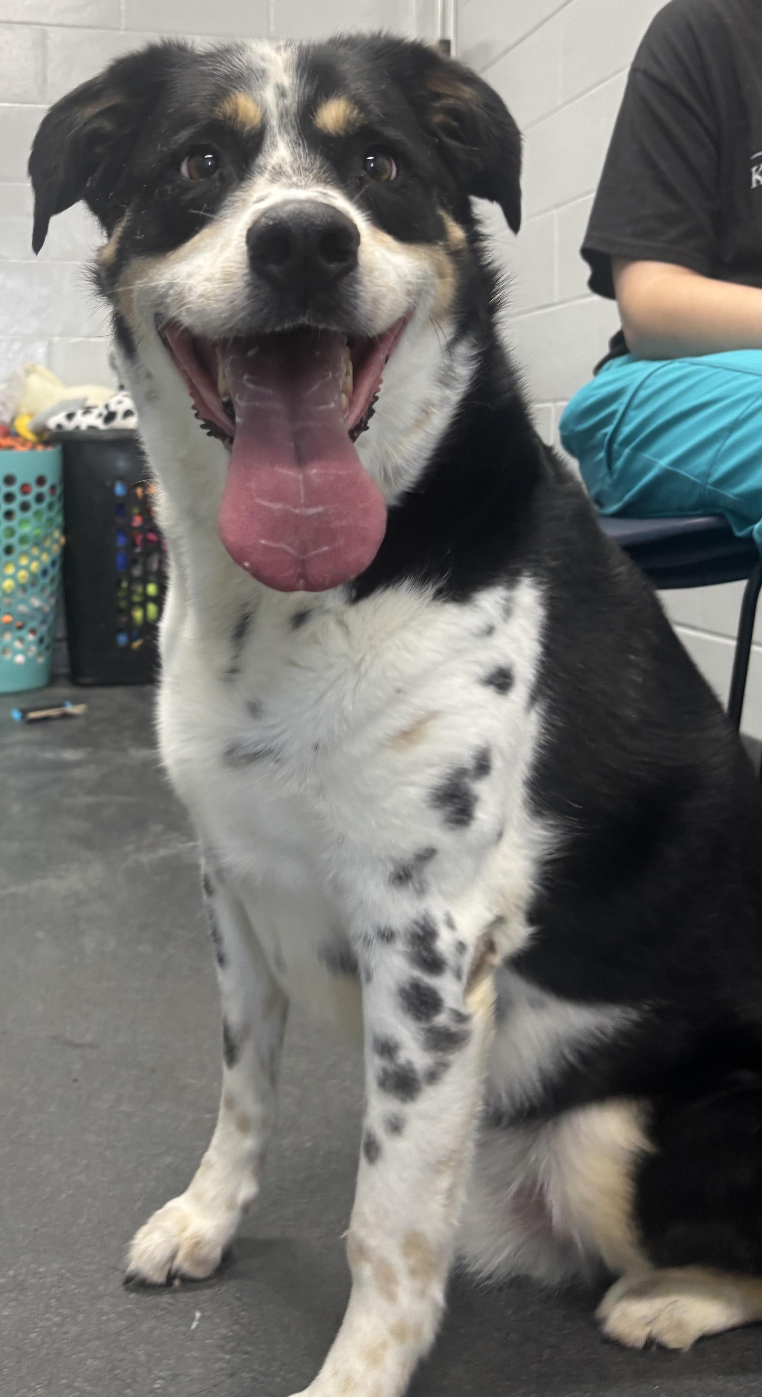 FOSTER Stymie, ADOPTABLE, Adult Male Cattle Dog.