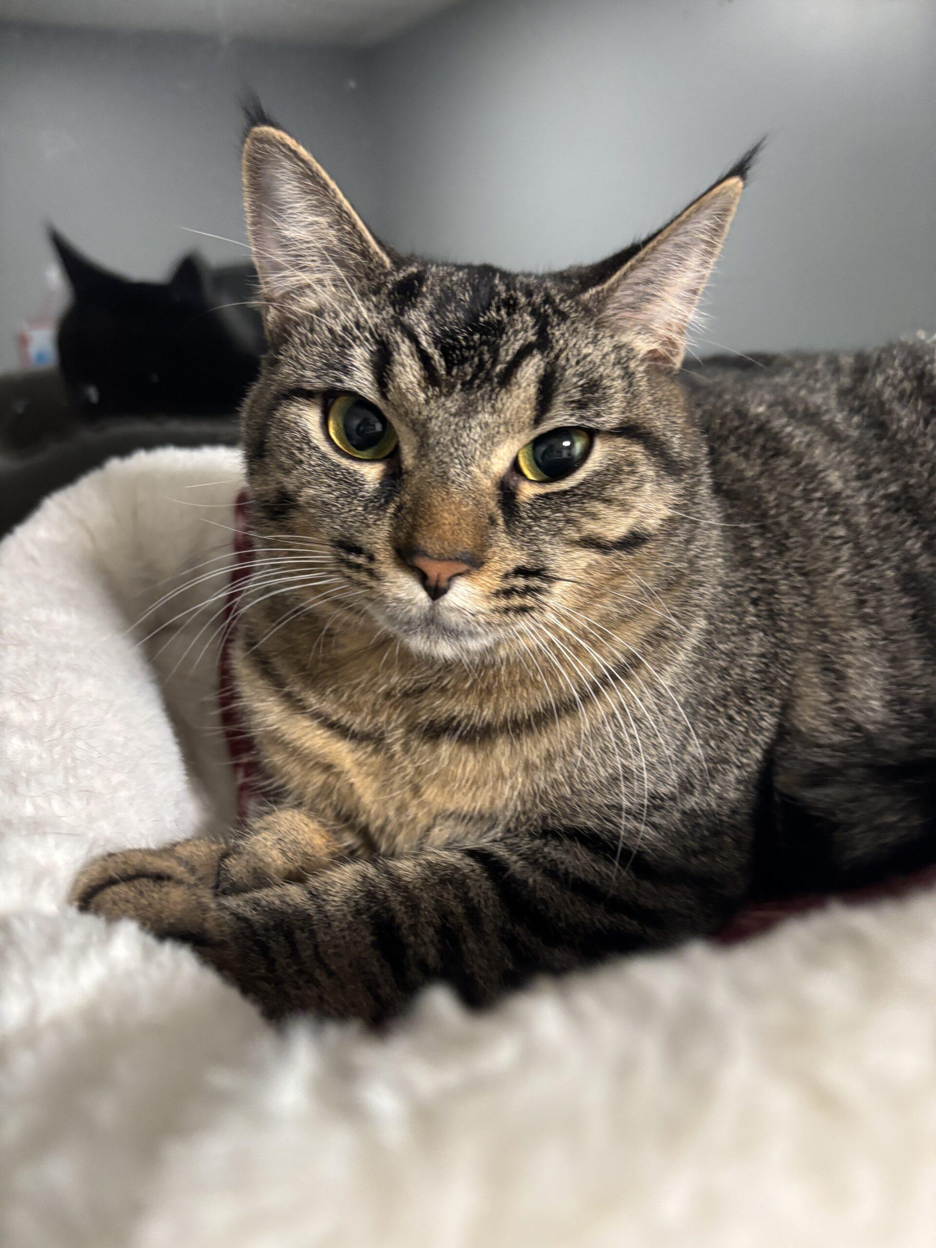 Hope, Adoptable, Young Female Domestic Short Hair.