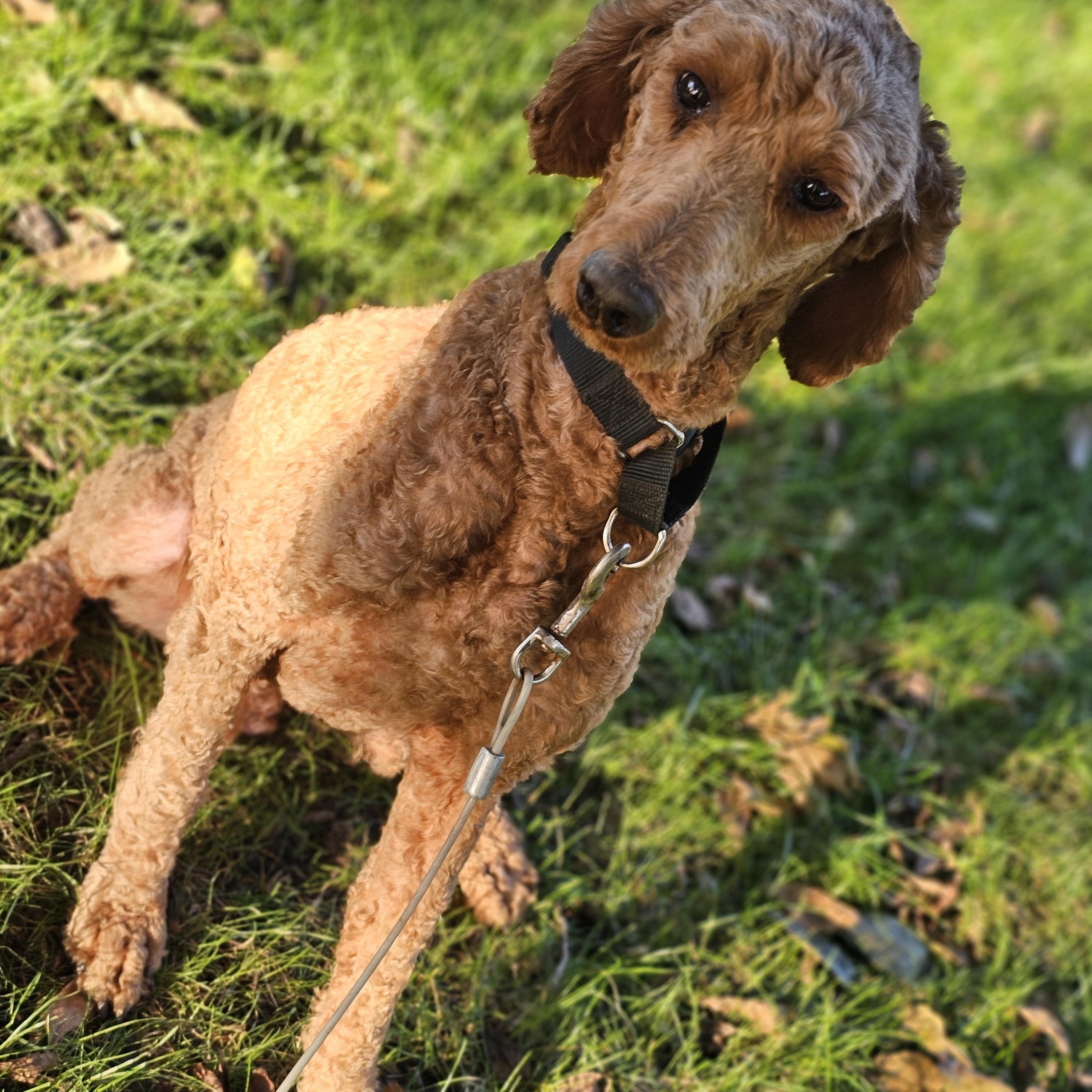 Enlarge Blaze so il, a Adoptable Standard Poodle in MURPHYSBORO , IL image 3/6