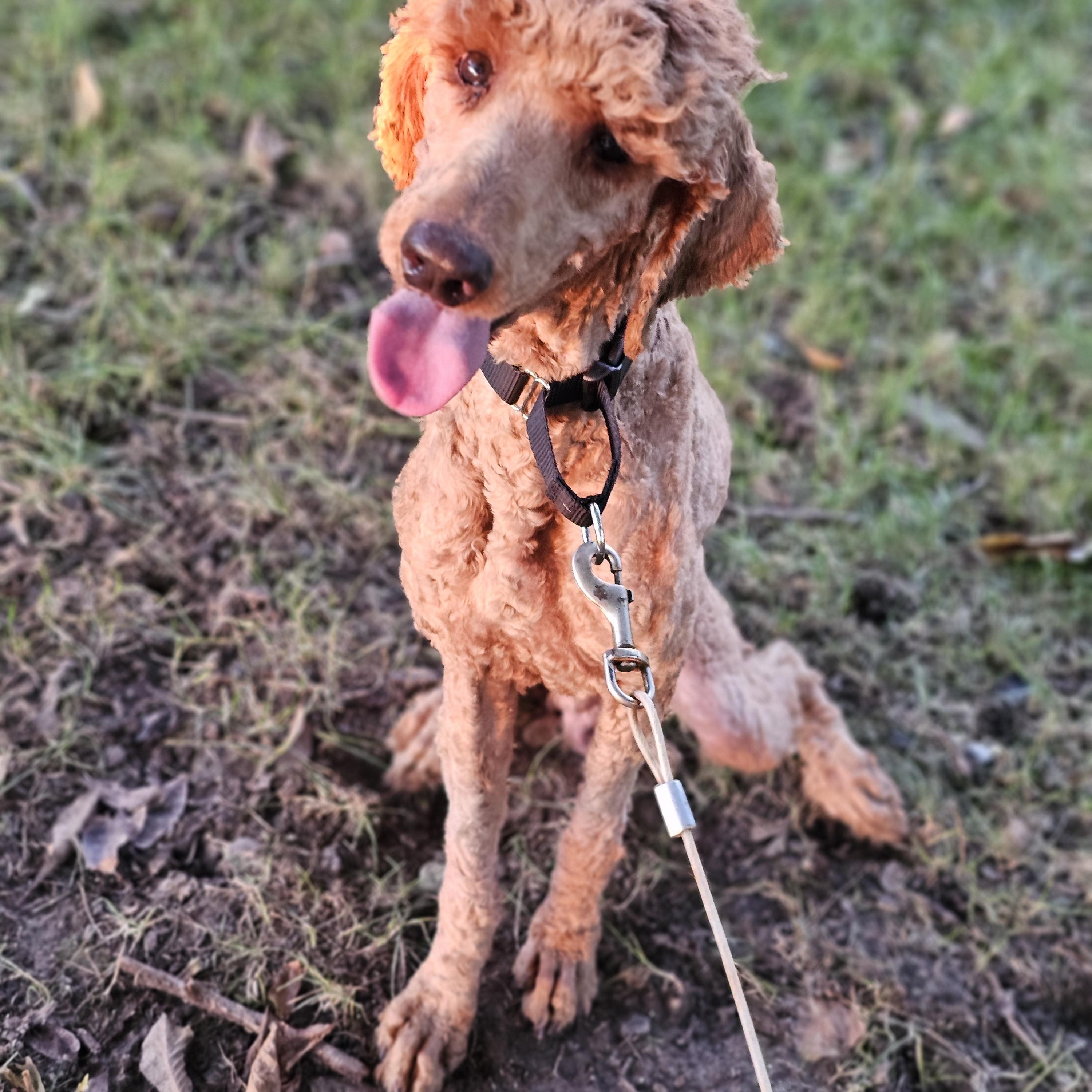 Enlarge Blaze so il, a Adoptable Standard Poodle in MURPHYSBORO , IL image 6/6