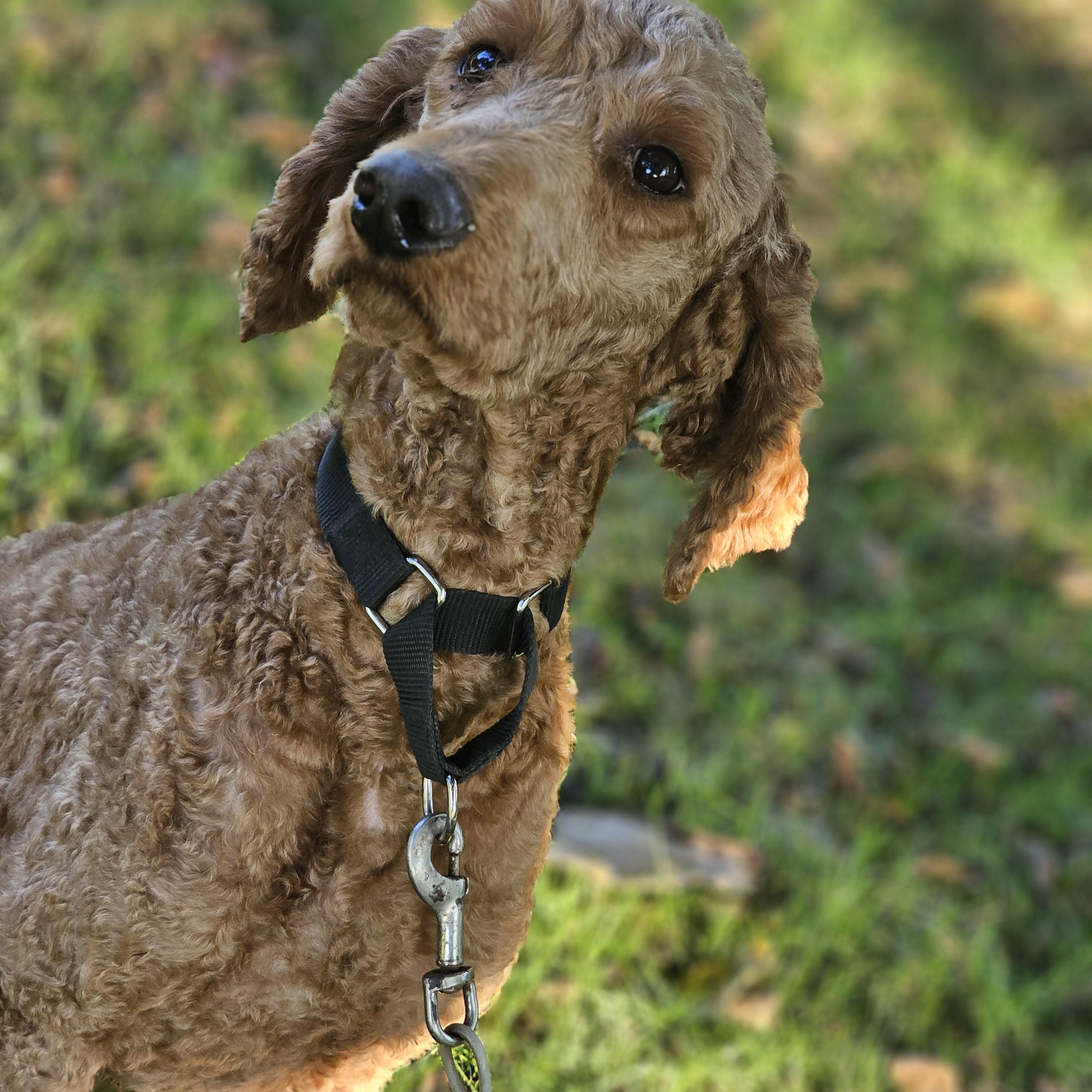 Enlarge Blaze so il, a Adoptable Standard Poodle in MURPHYSBORO , IL image 5/6