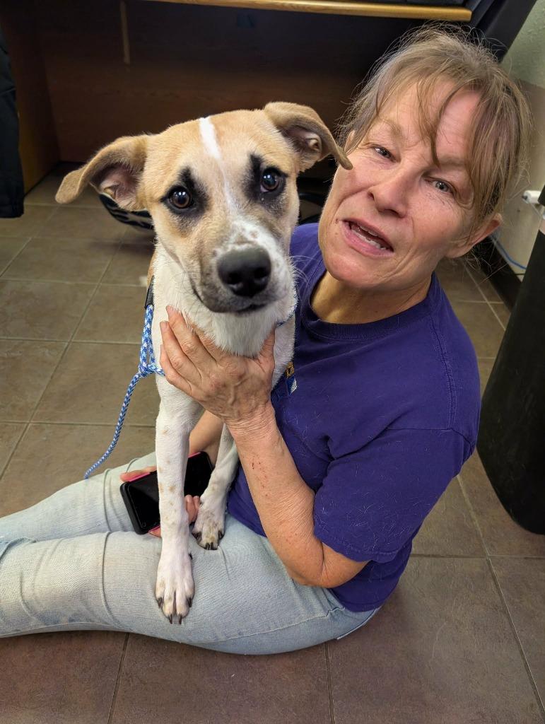 Enlarge Nora, a Adopted Cattle Dog in Arlington, TX image 1/4
