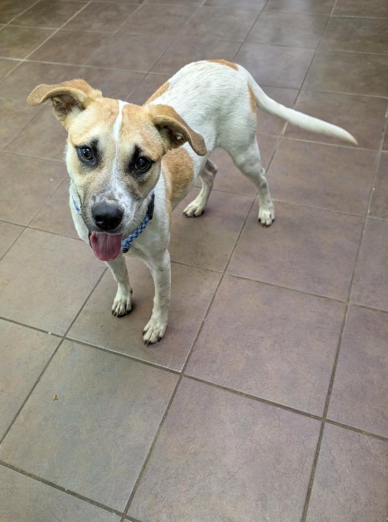 Enlarge nora, a Adoptable Cattle Dog in Arlington, TX image 2/4