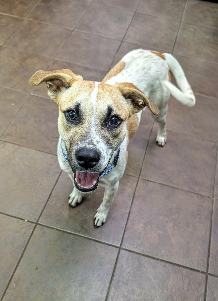 Enlarge nora, a Adoptable Cattle Dog in Arlington, TX image 3/4