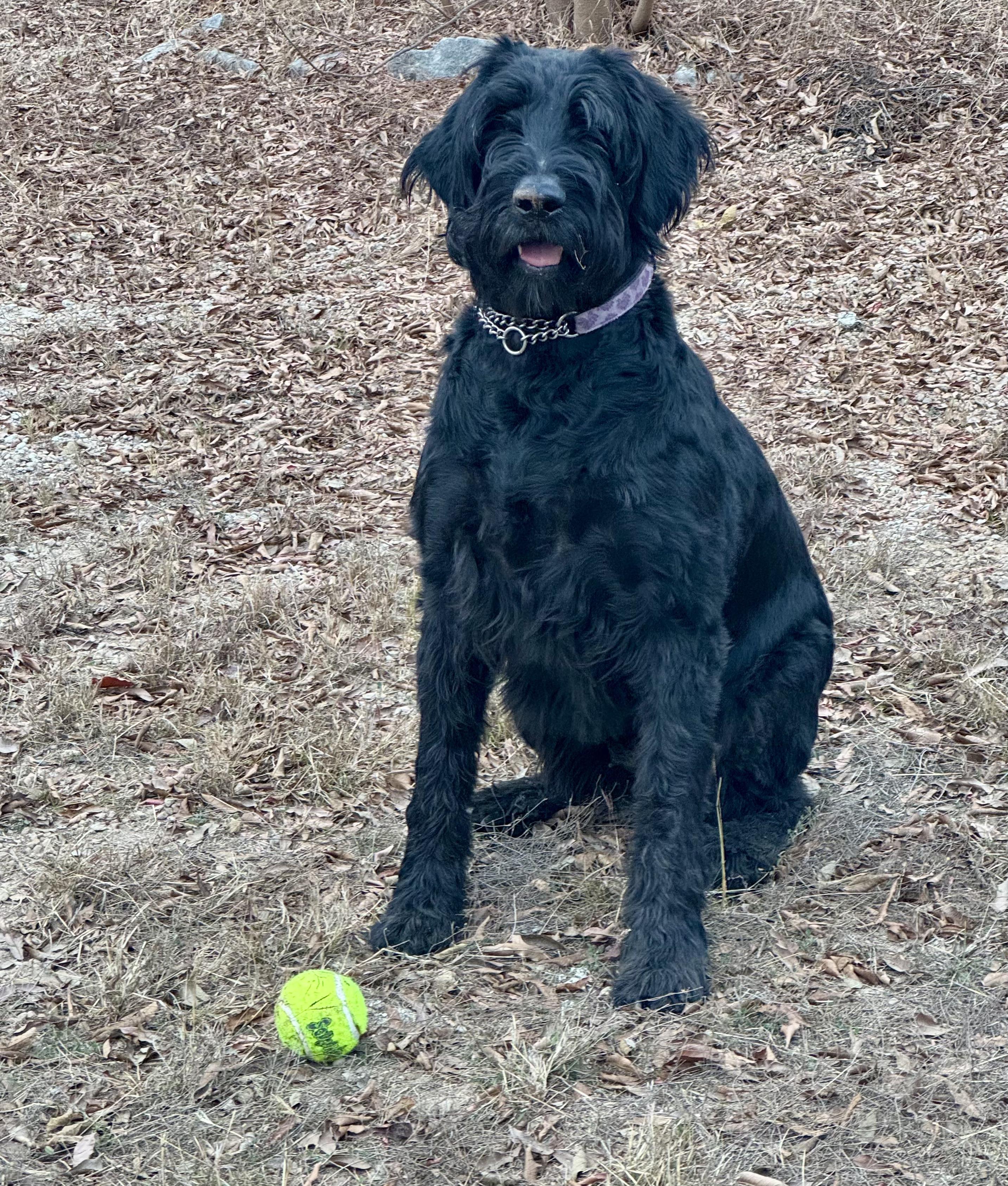 Freya, a Adoptable Giant Schnauzer in The Woodlands, TX image 3/5