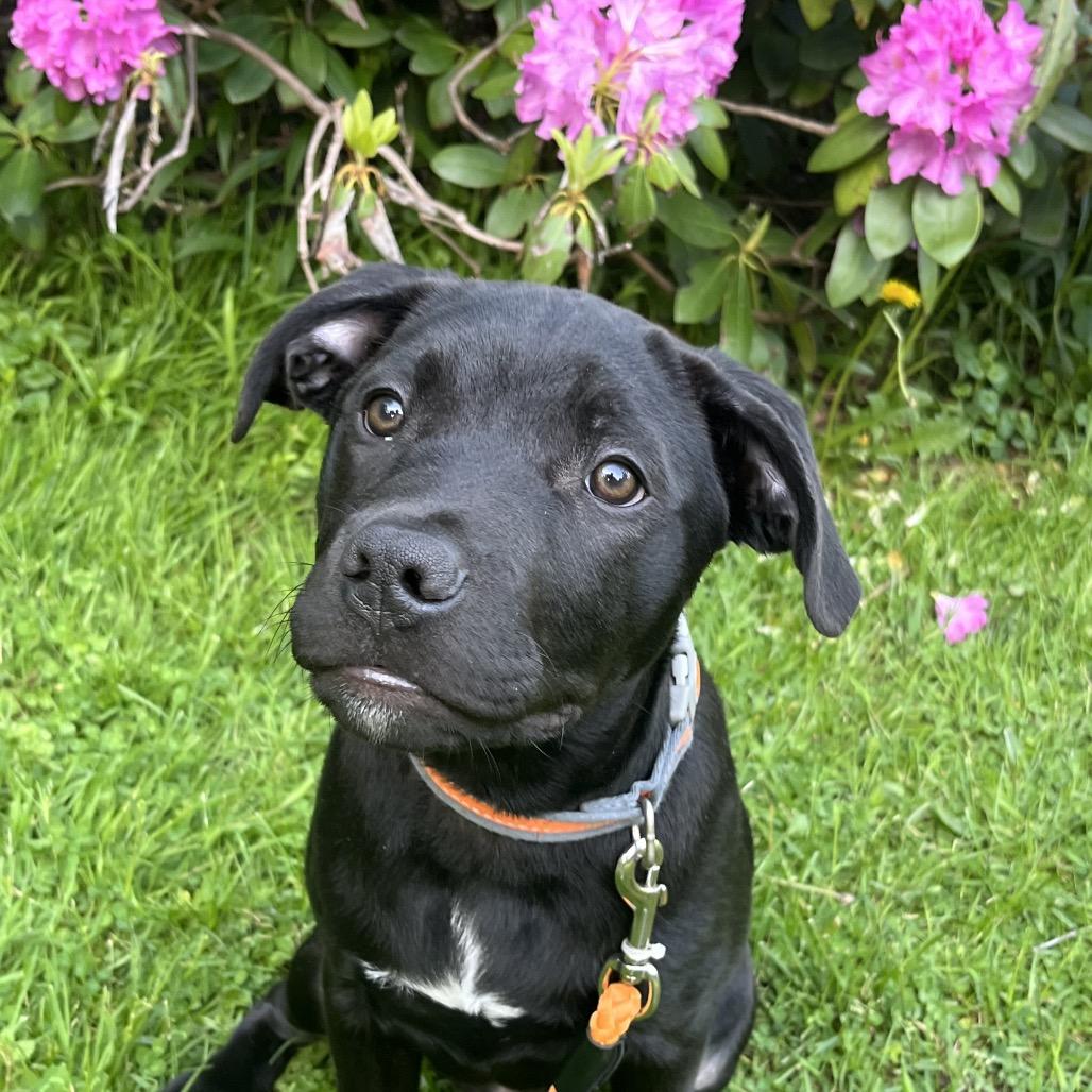 Enlarge Benson, a Adoptable Black Labrador Retriever in Union City, PA image 1/1