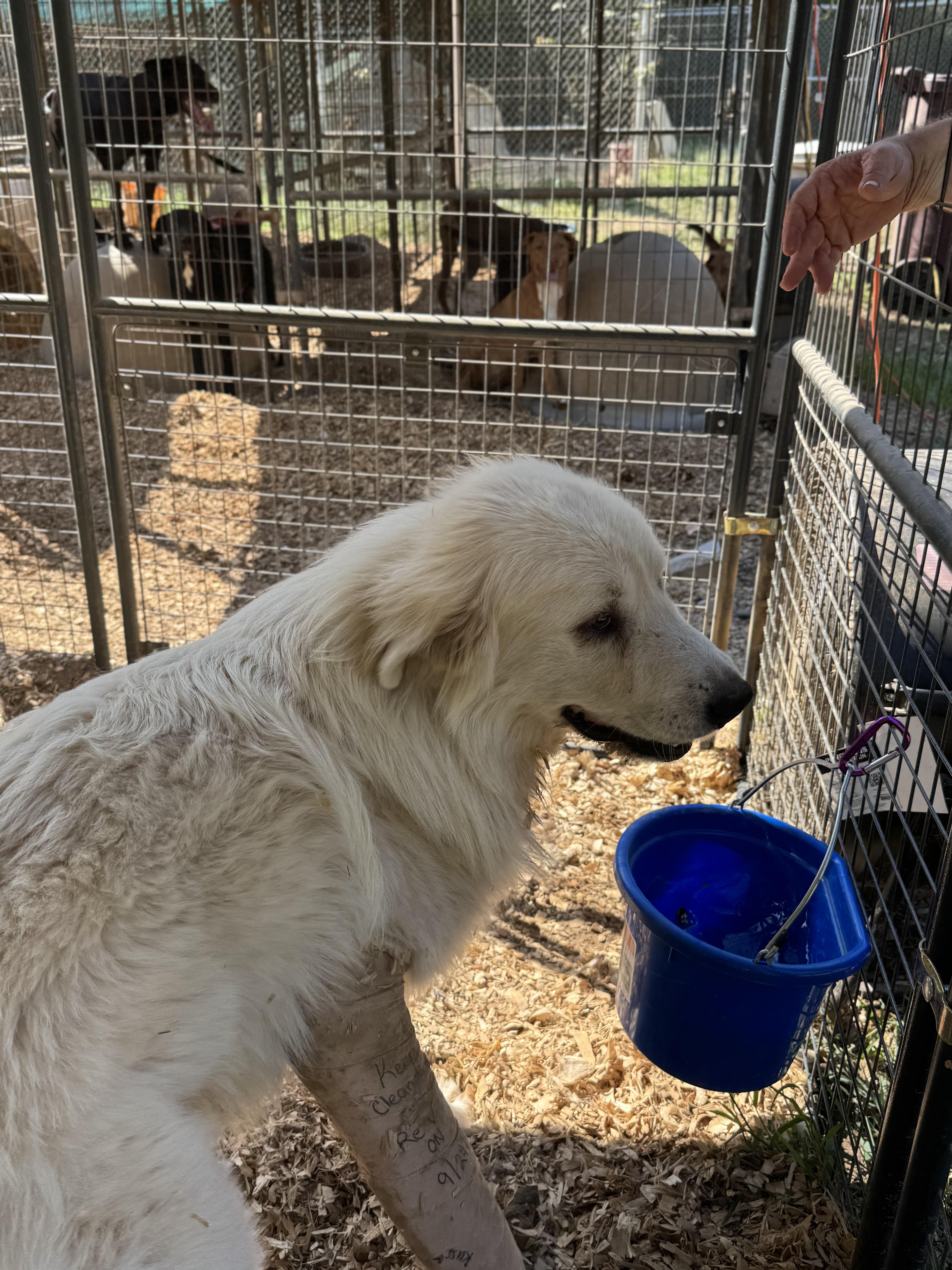 GRIZZLY — thumbnail 4