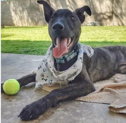 FEZZIK, Adoptable, Young Male Belgian Shepherd / Malinois & Mixed Breed.