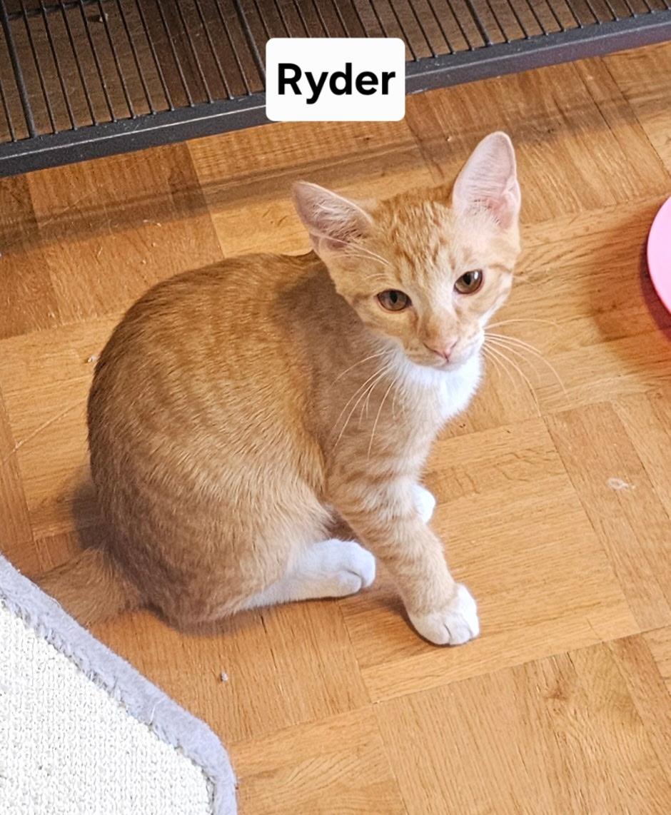 Ryder
