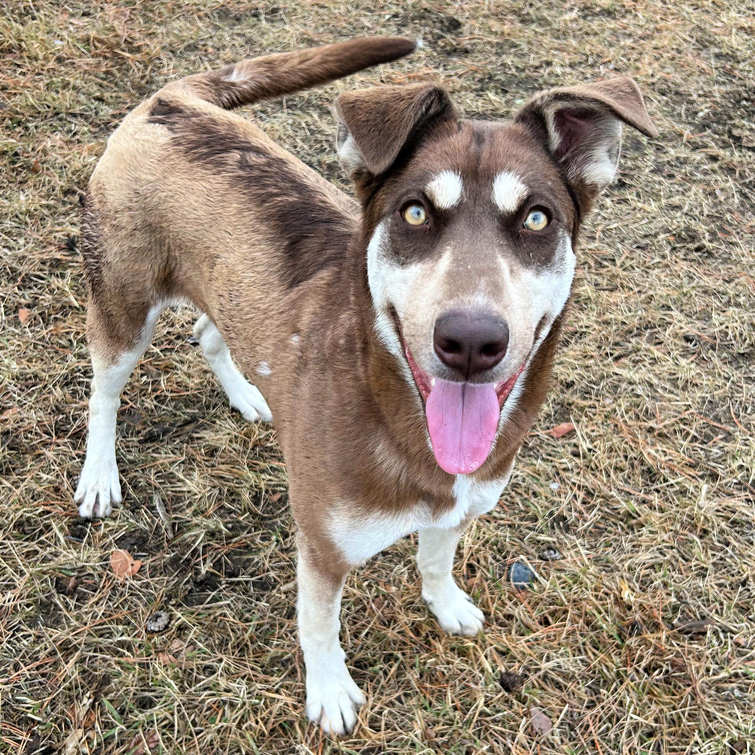 Gypsy, an adopted mixed breed in Lindon, UT image 4/5