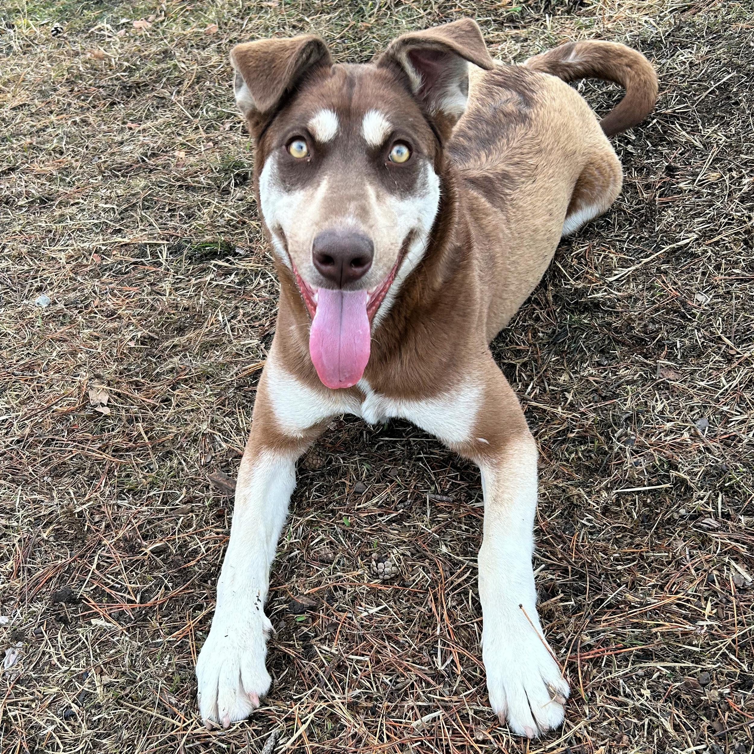 Gypsy, an adopted mixed breed in Lindon, UT image 3/5