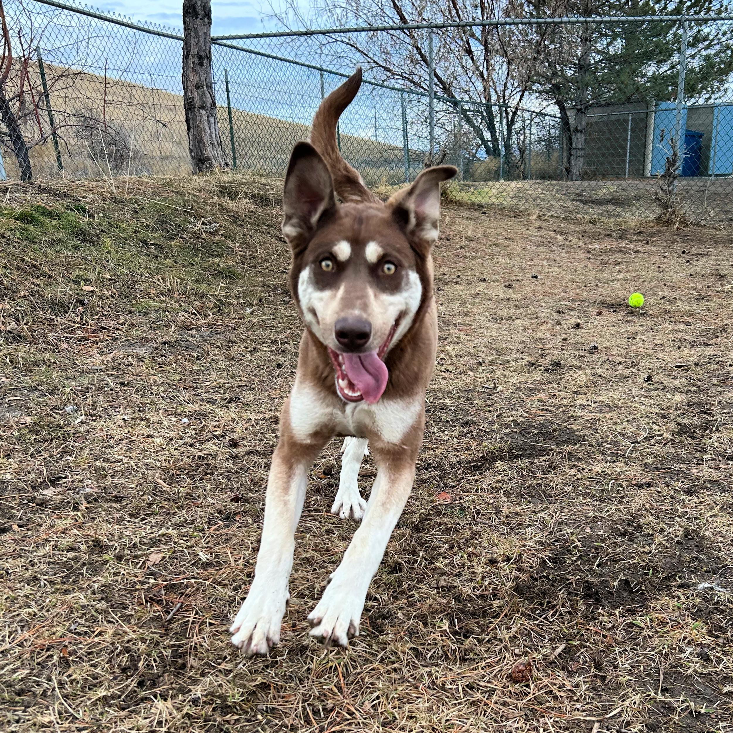 Gypsy, an adopted mixed breed in Lindon, UT image 2/5
